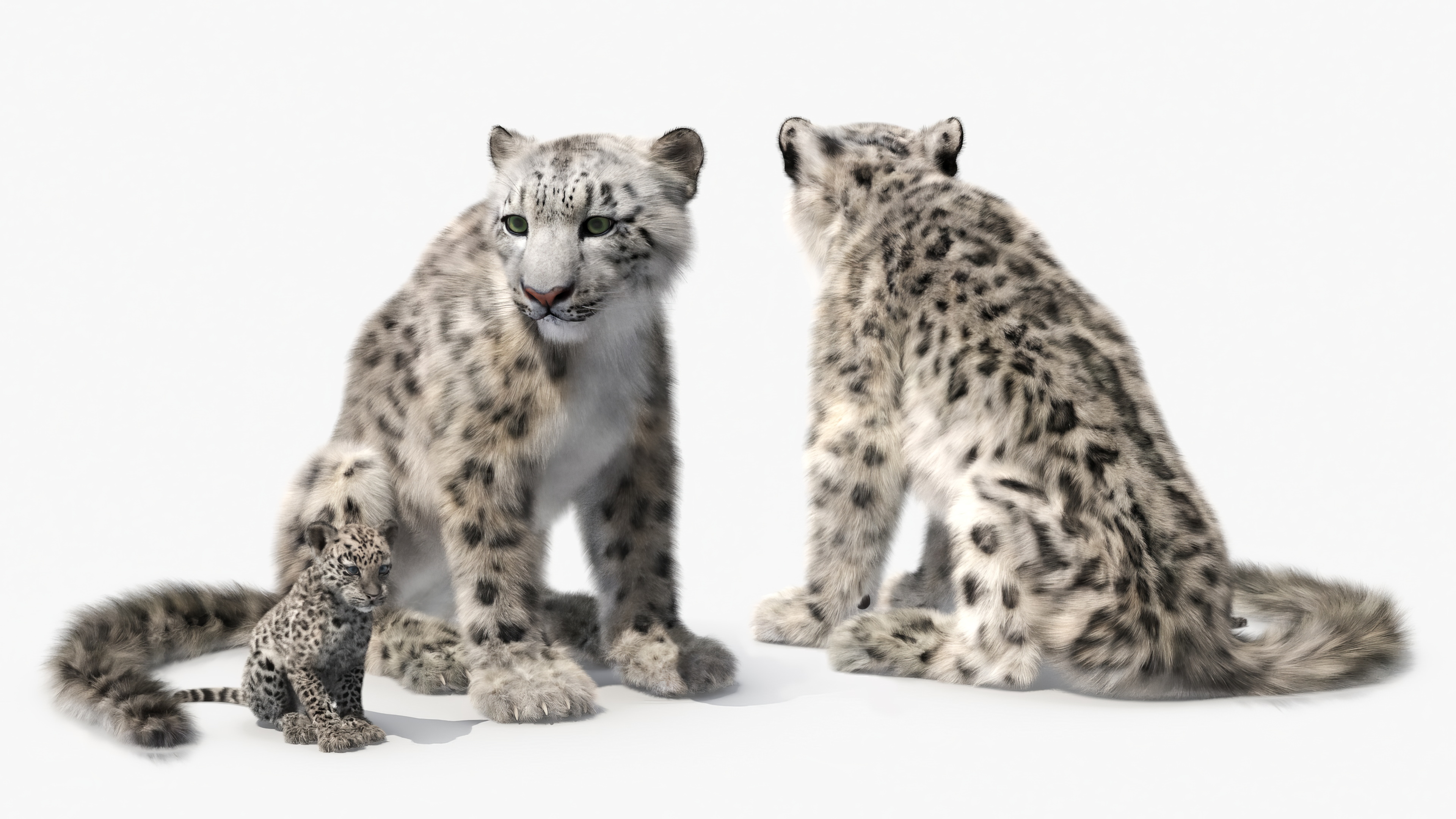 Snow Leopard Mother and Calf Fur 3D