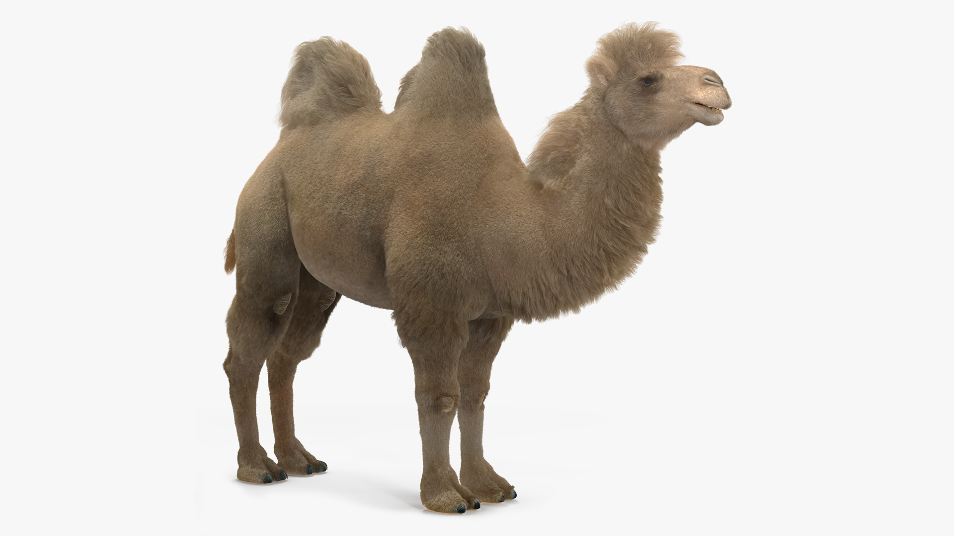 Bactrian Camel Light Colored Fur 3D