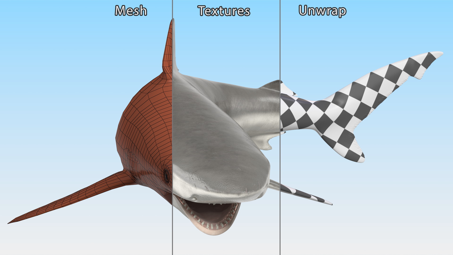 3D Carcharhinus Porosus Shark Rigged model