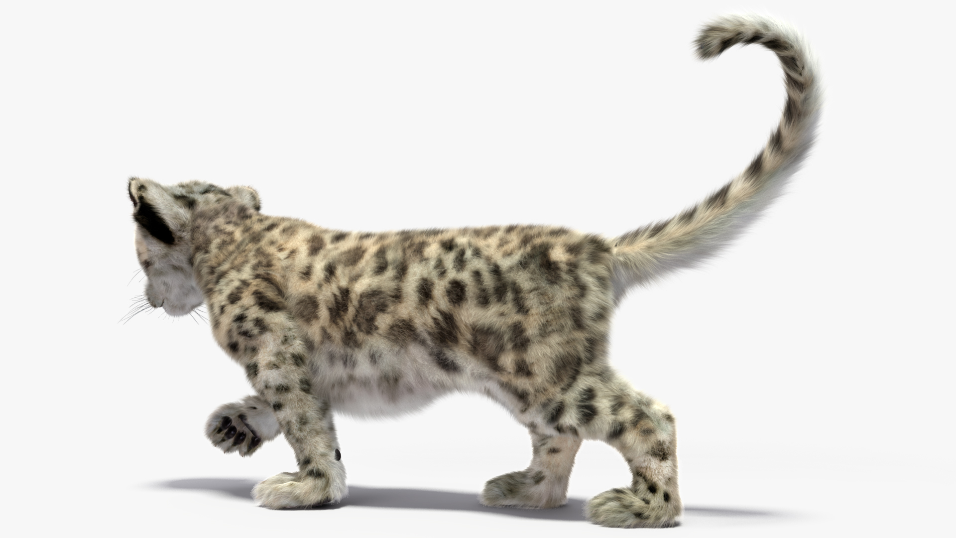 Snow Leopard Cub Fur Rigged 3D