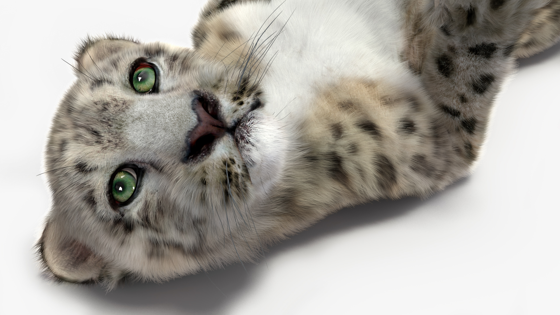 Snow Leopard Cub Fur Rigged 3D