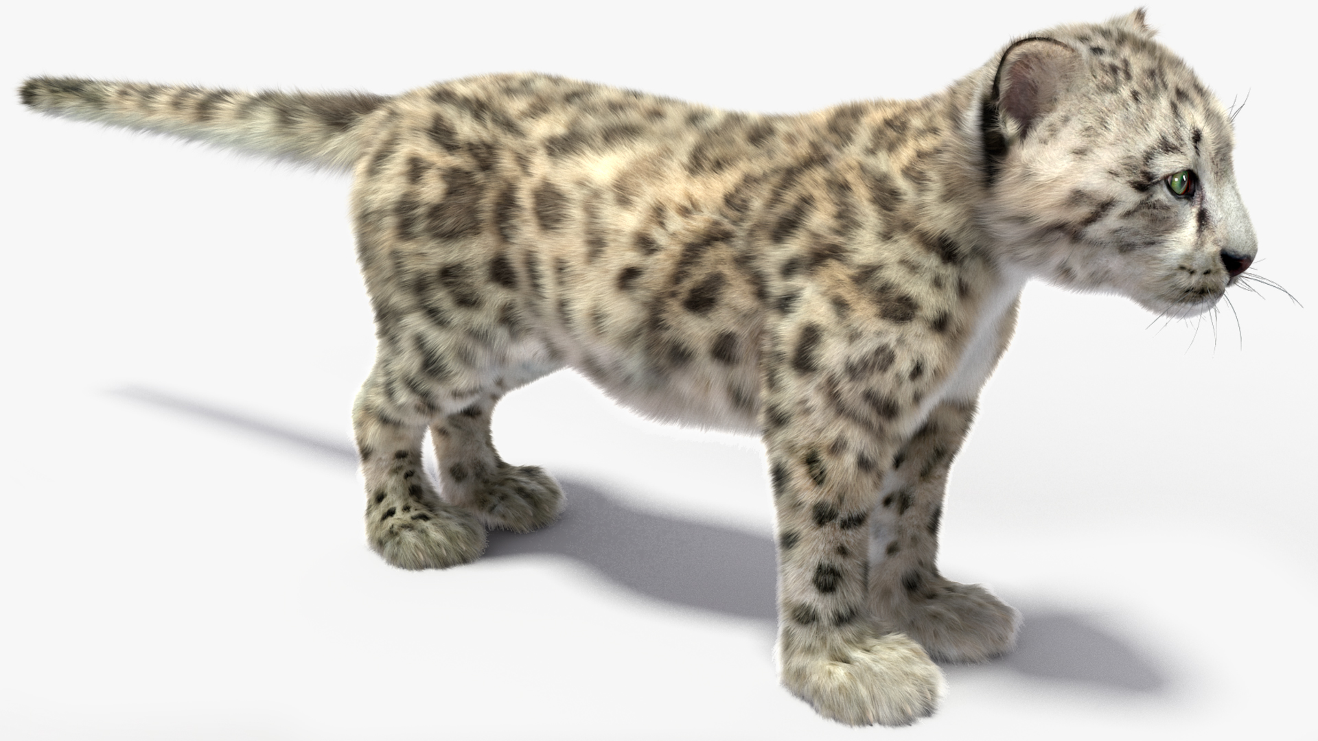 Snow Leopard Cub Fur Rigged 3D