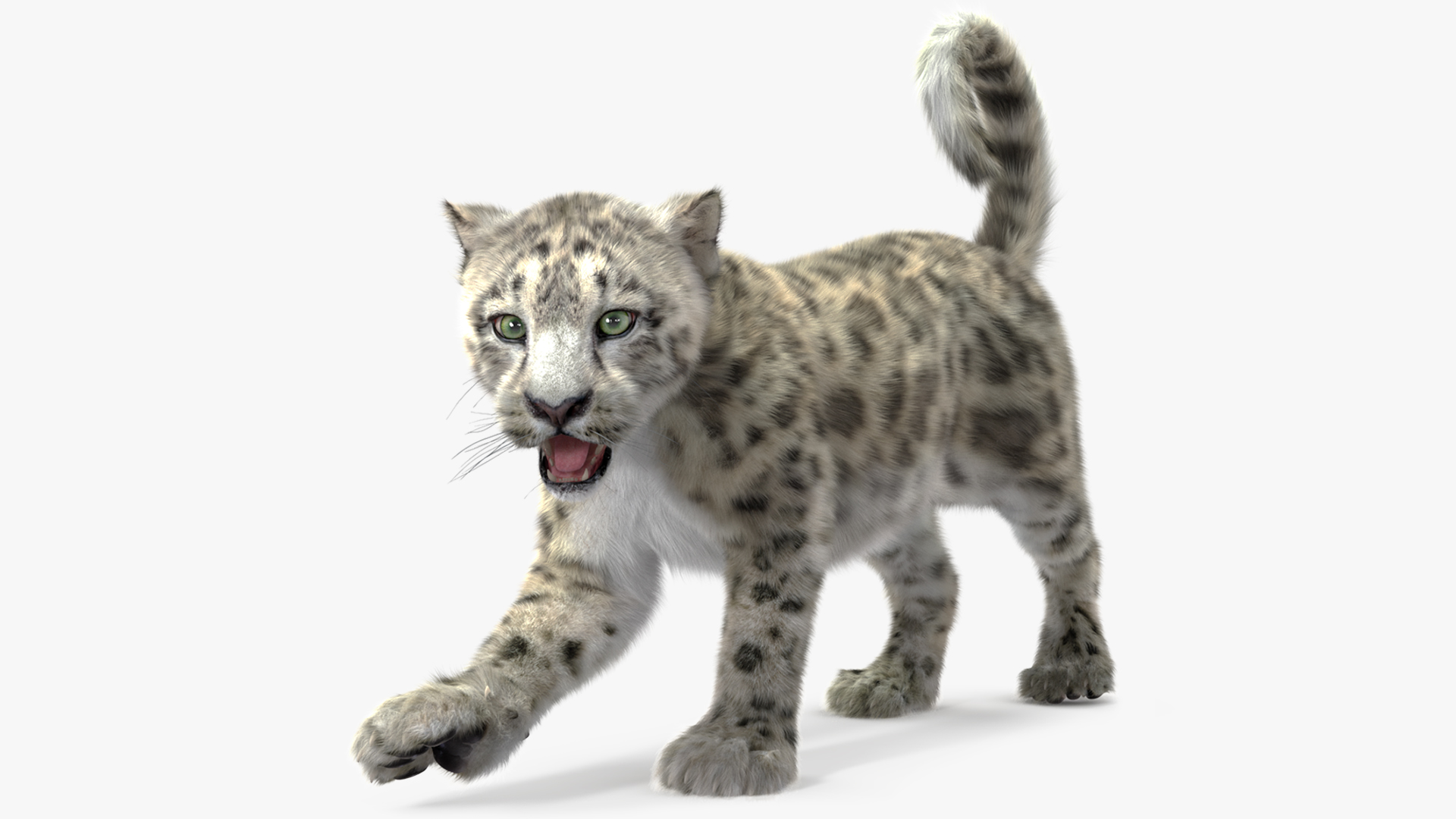 Snow Leopard Cub Fur Rigged 3D