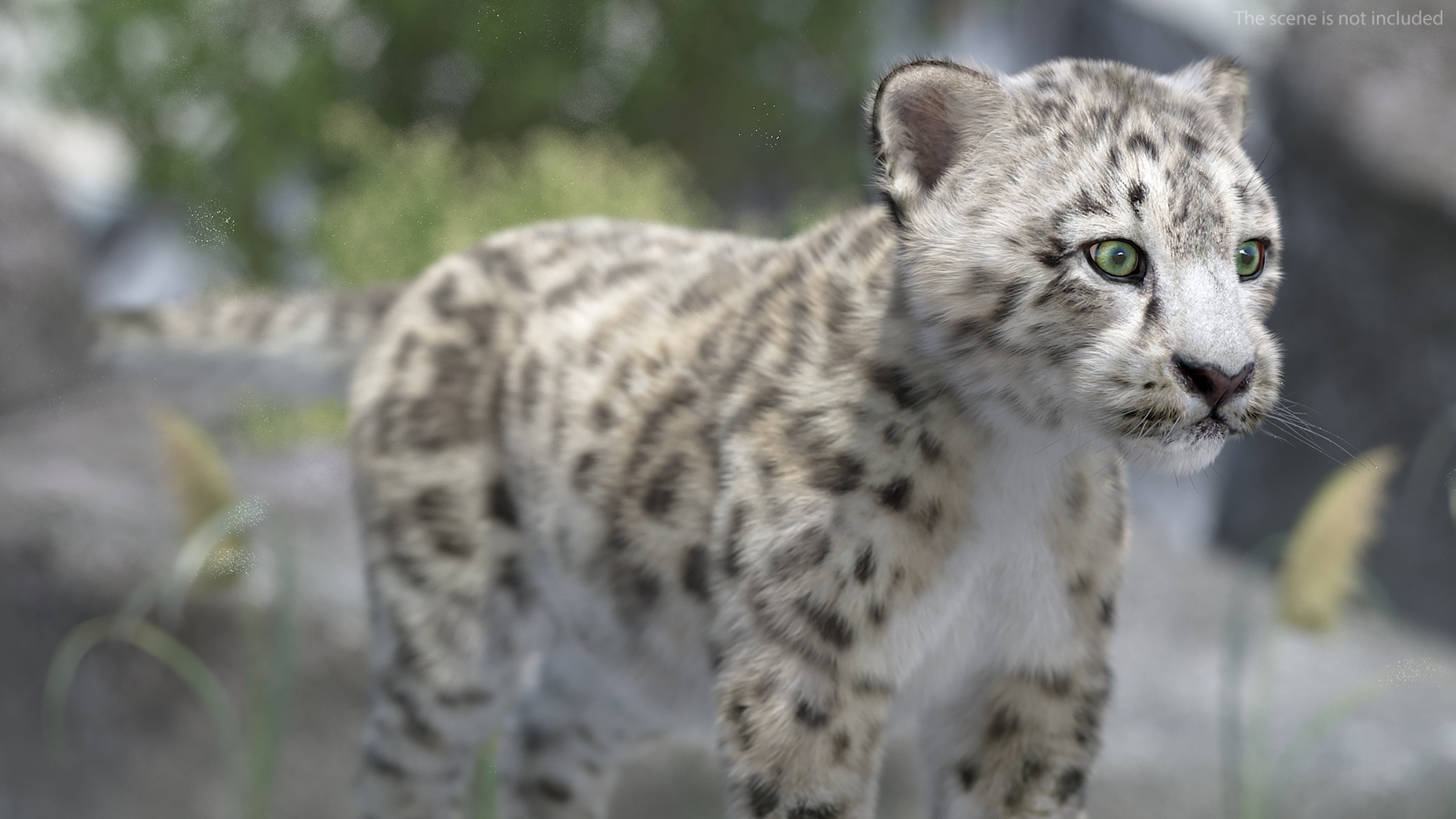 Snow Leopard Cub Fur Rigged 3D