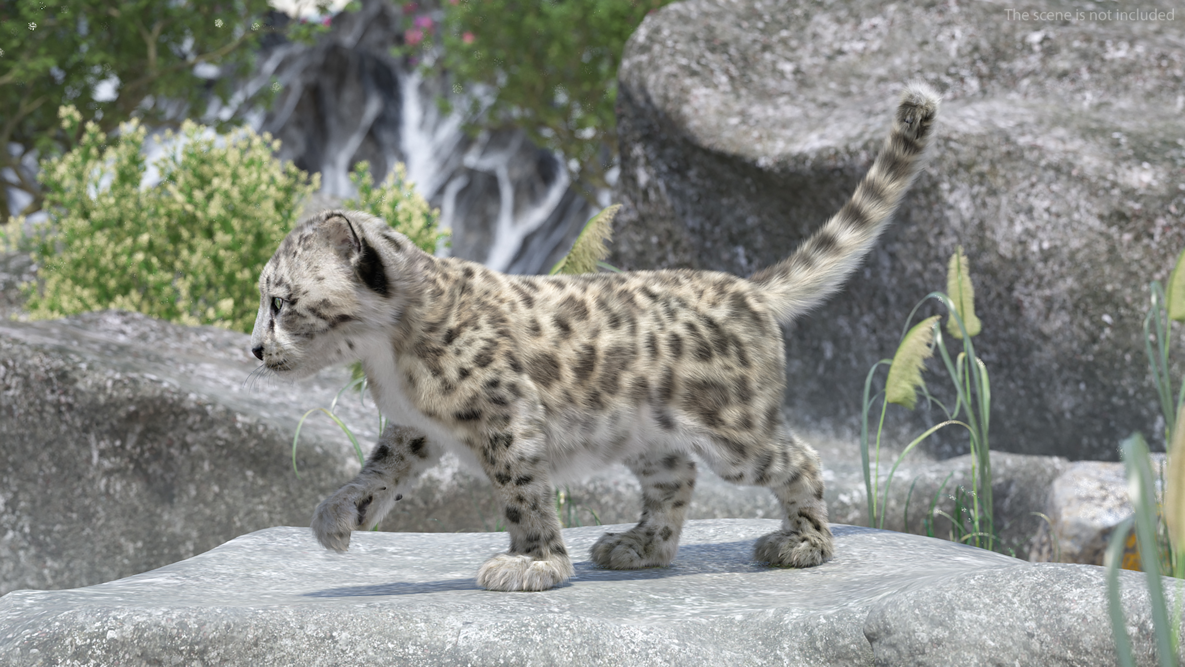 Snow Leopard Cub Fur Rigged 3D