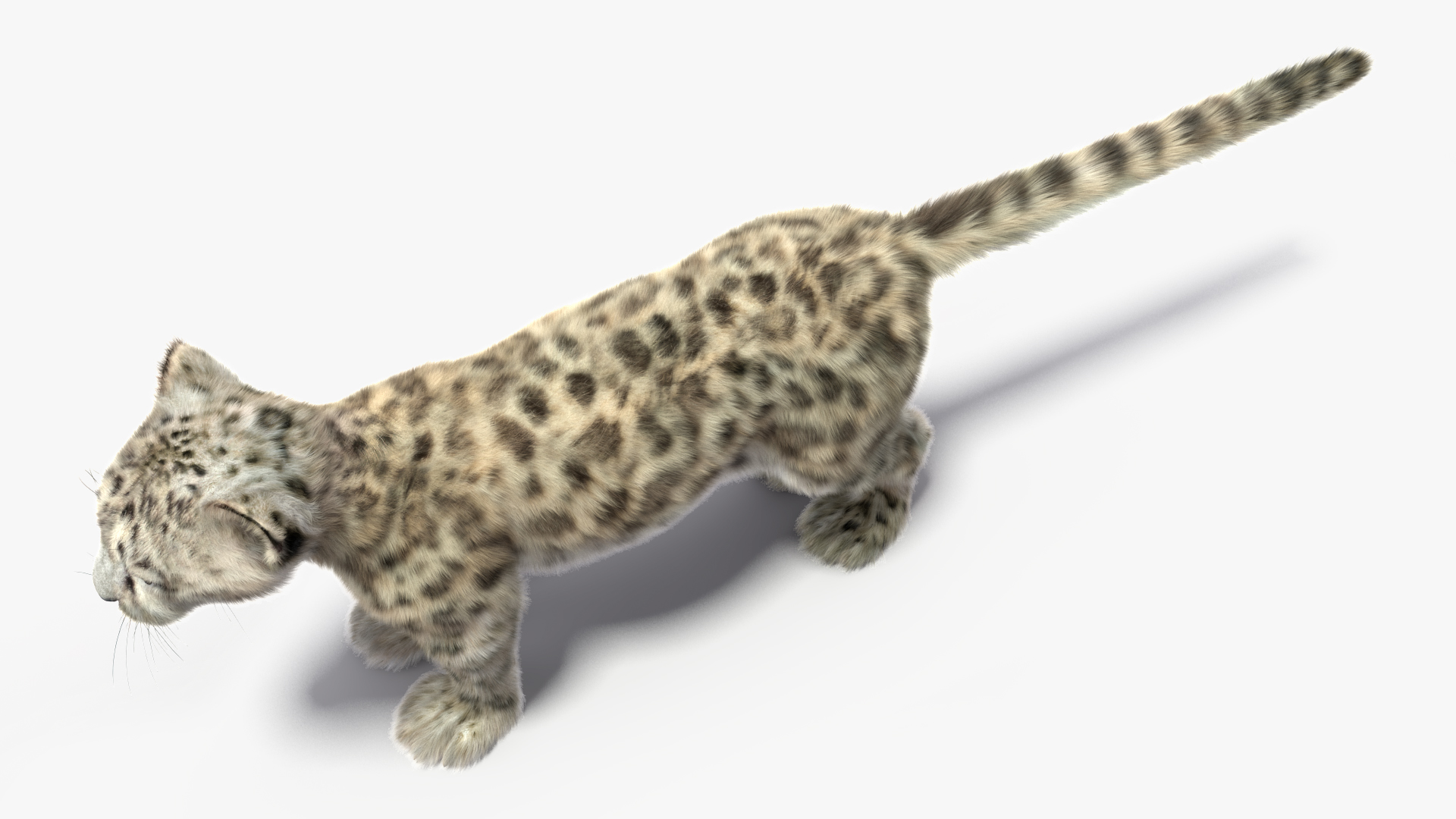 Snow Leopard Cub Fur Rigged 3D