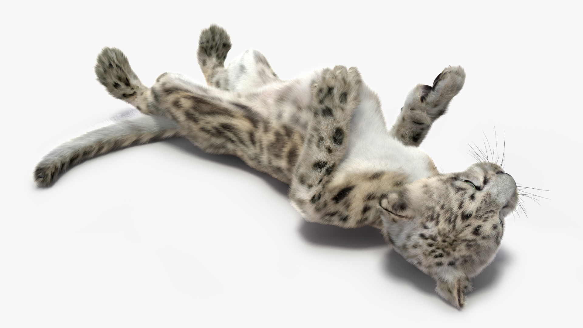 Snow Leopard Cub Fur Rigged 3D