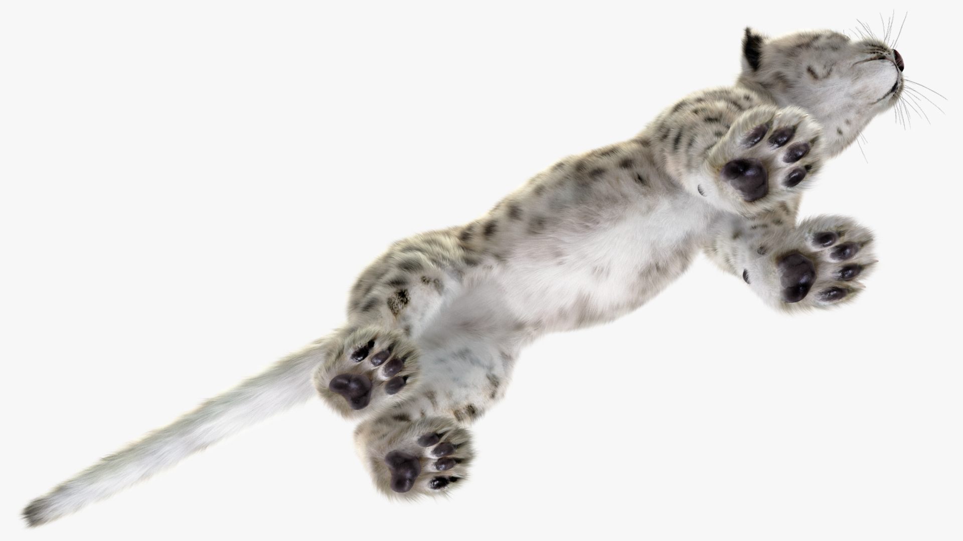 Snow Leopard Cub Fur Rigged 3D