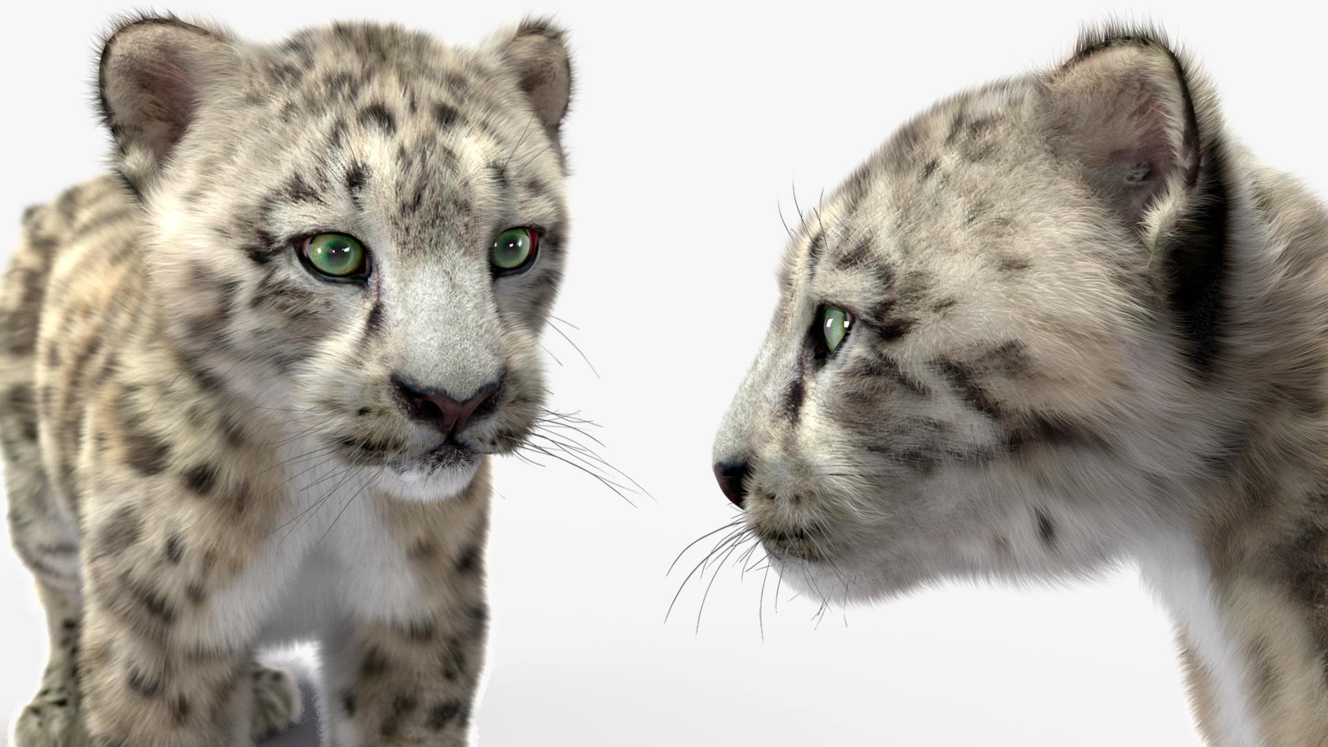 Snow Leopard Cub Fur Rigged 3D