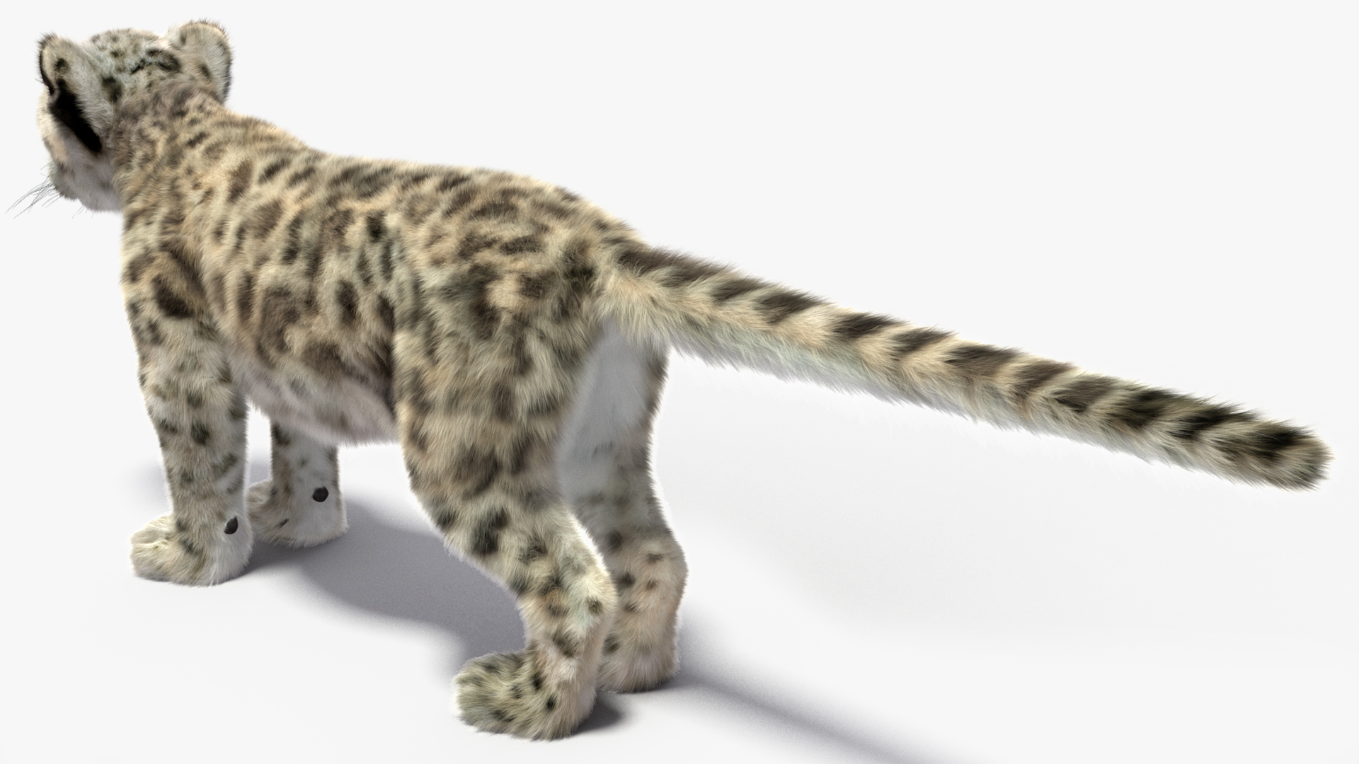 Snow Leopard Cub Fur Rigged 3D