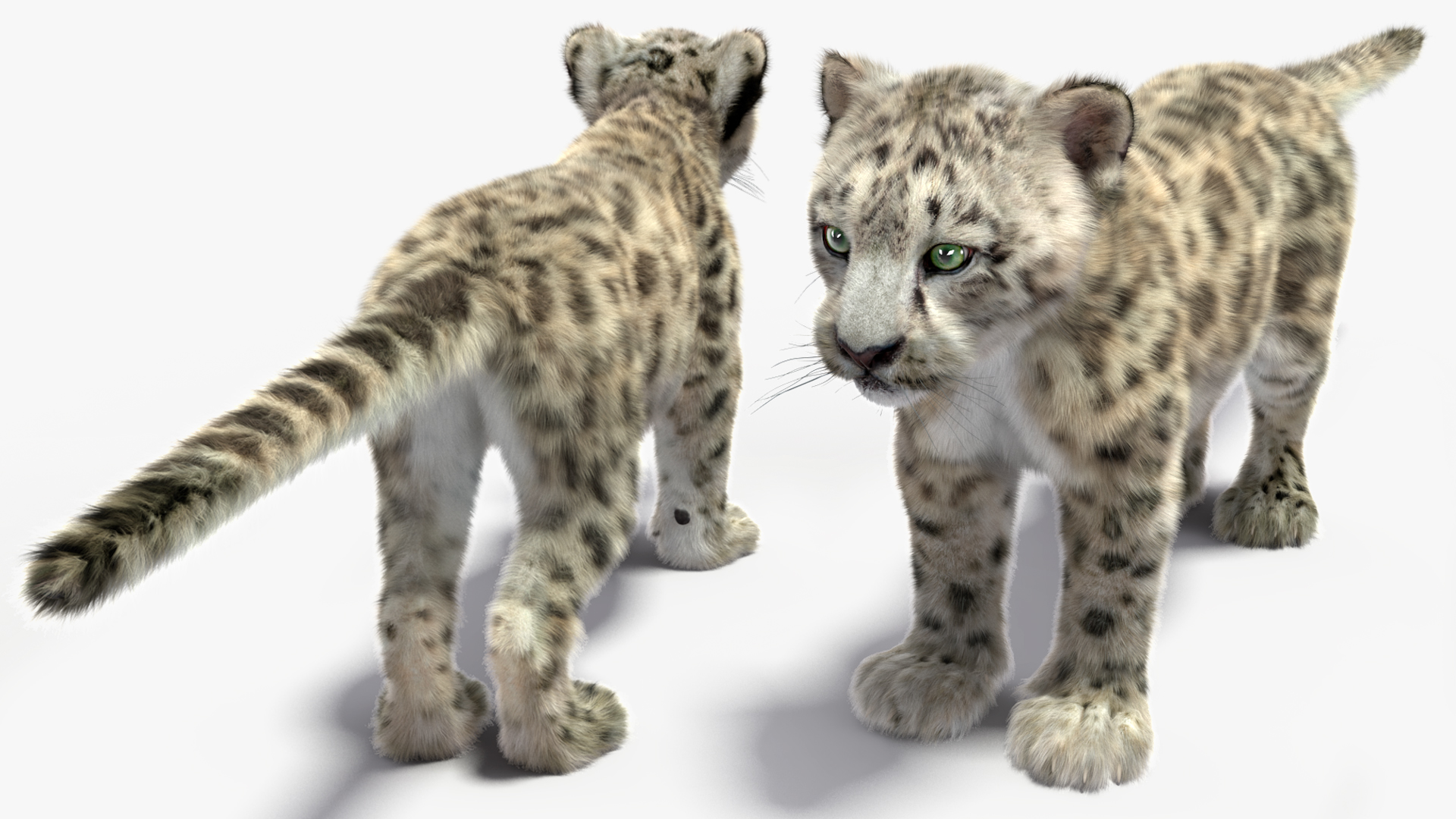 Snow Leopard Cub Fur Rigged 3D