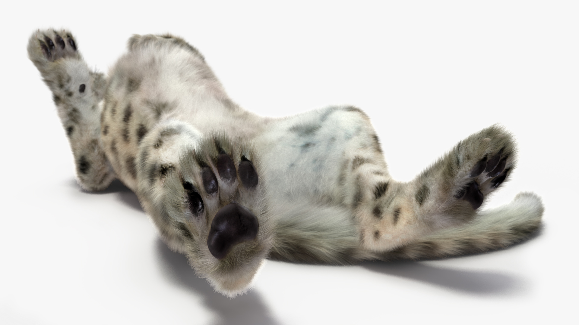 Snow Leopard Cub Fur Rigged 3D