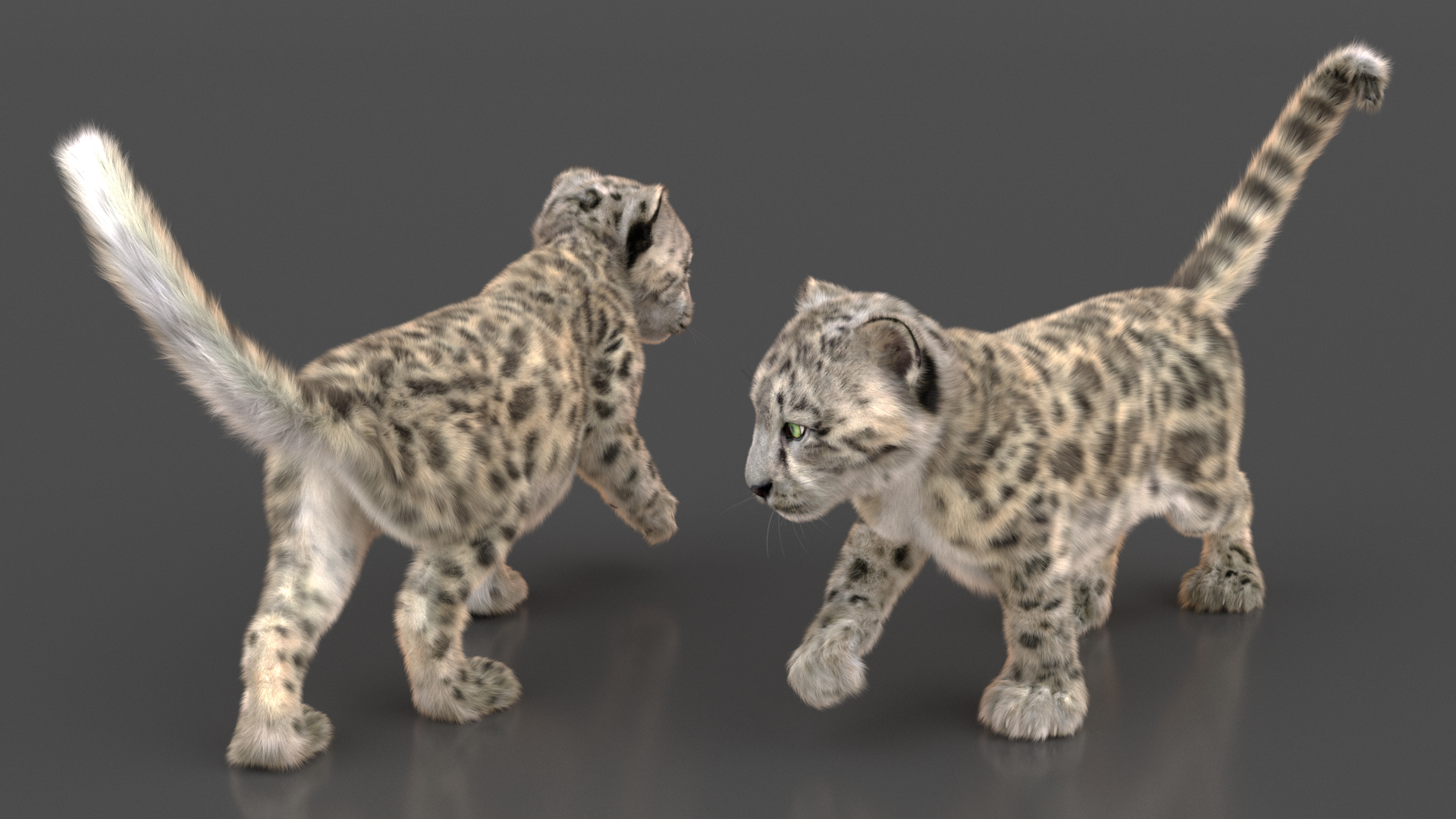 Snow Leopard Cub Fur Rigged 3D