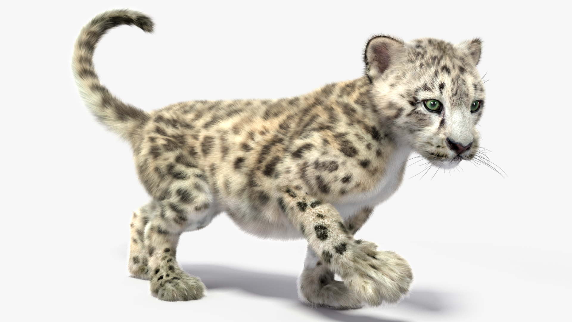 Snow Leopard Cub Fur Rigged 3D