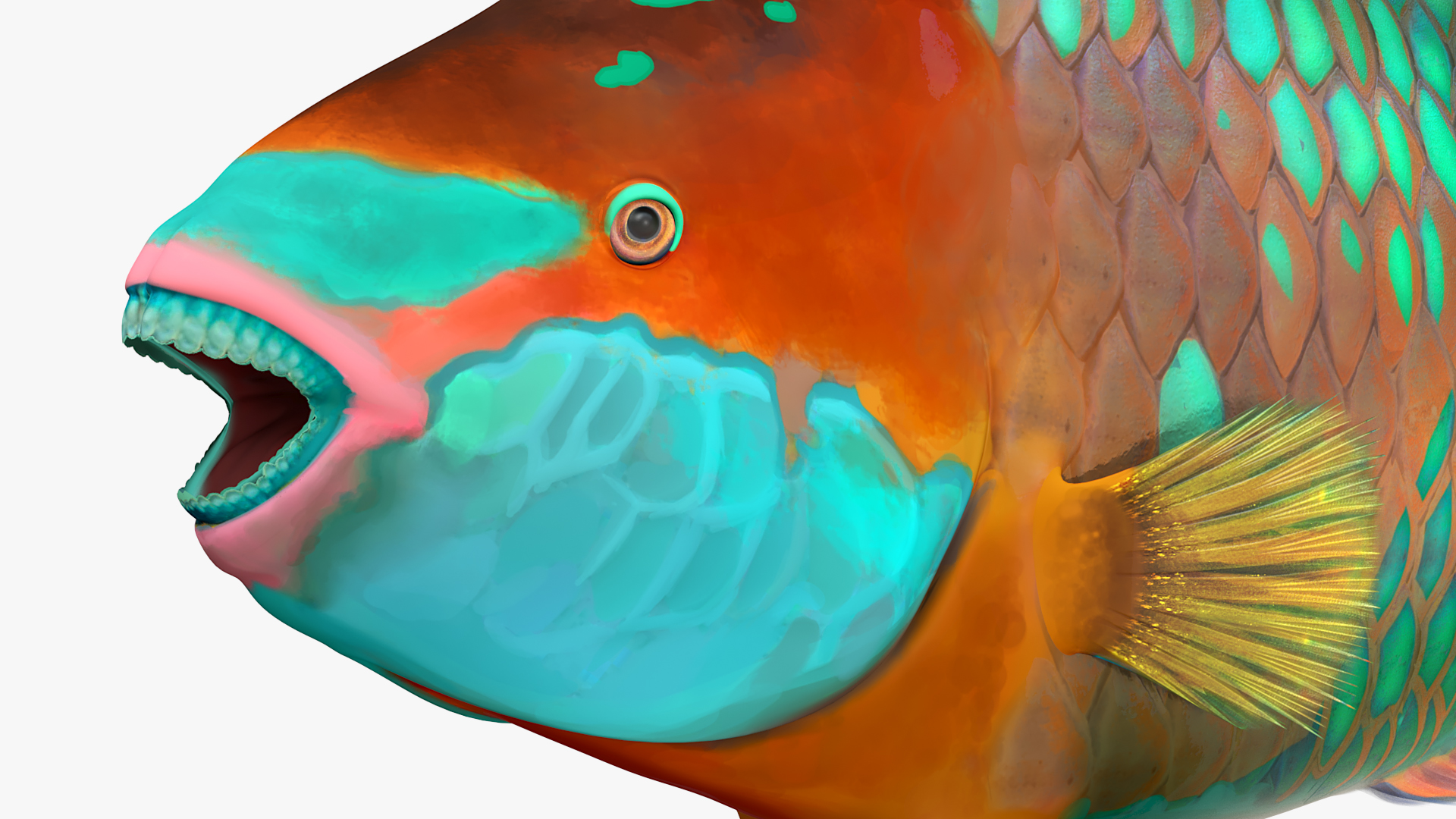 Tropical Parrotfish 3D model