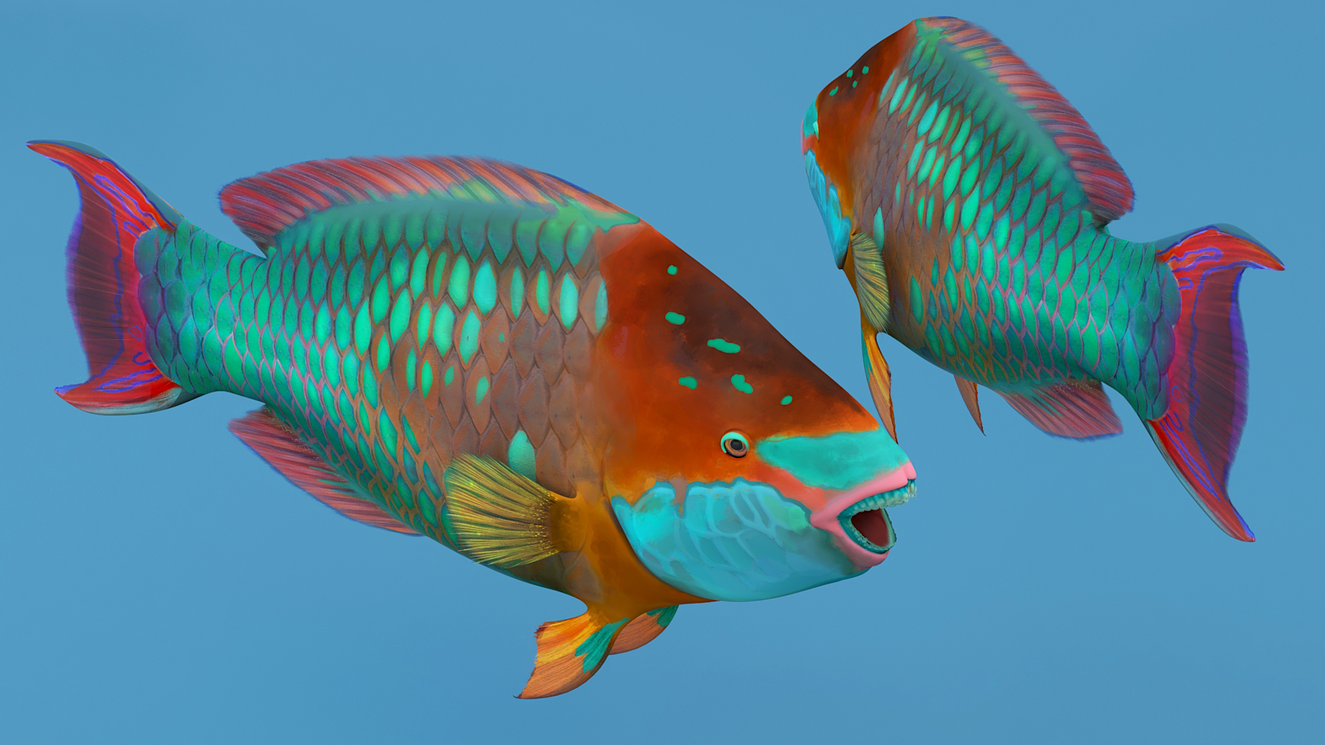 Tropical Parrotfish 3D model