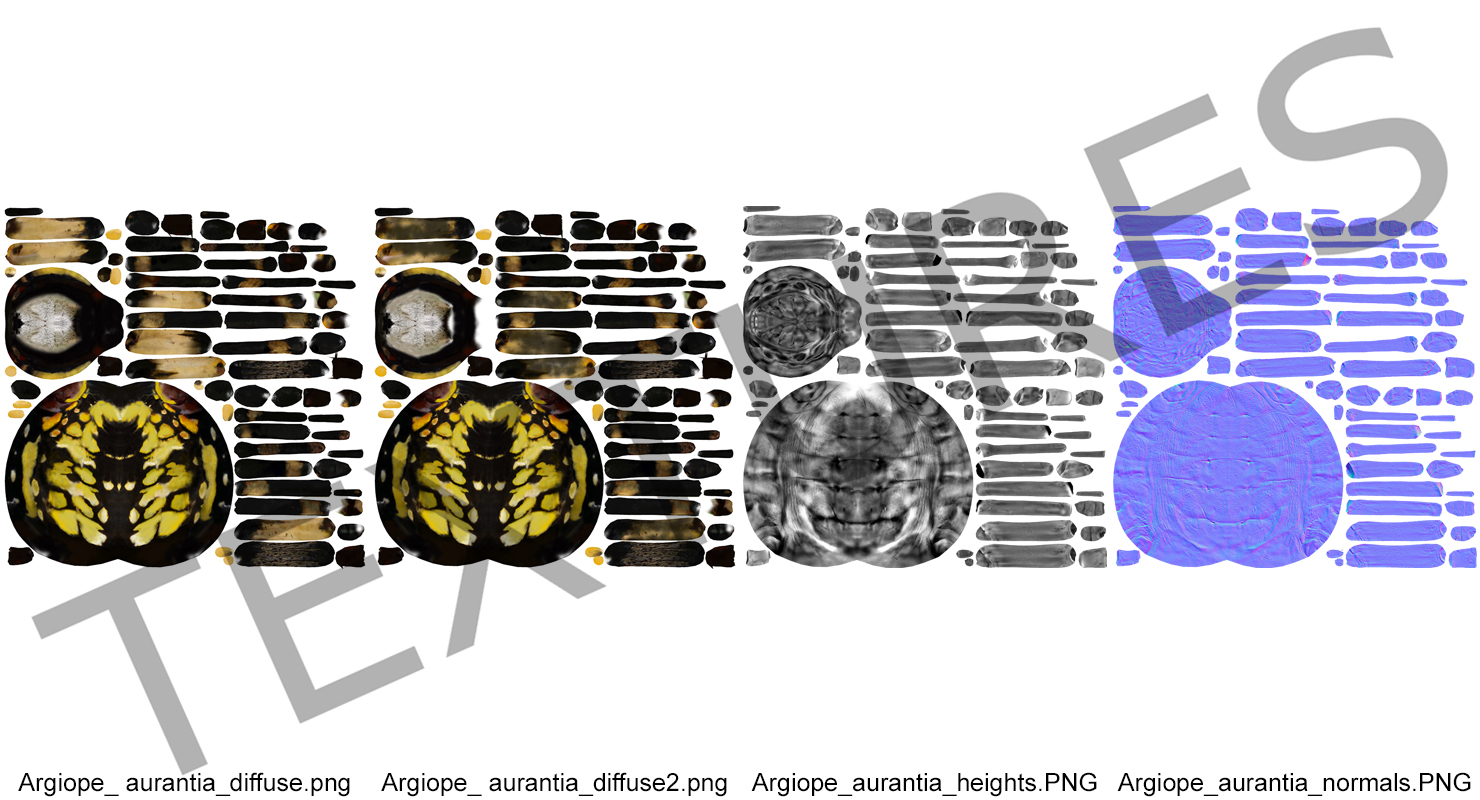 Argiope Aurantia or Yellow Garden Spider Rigged 3D