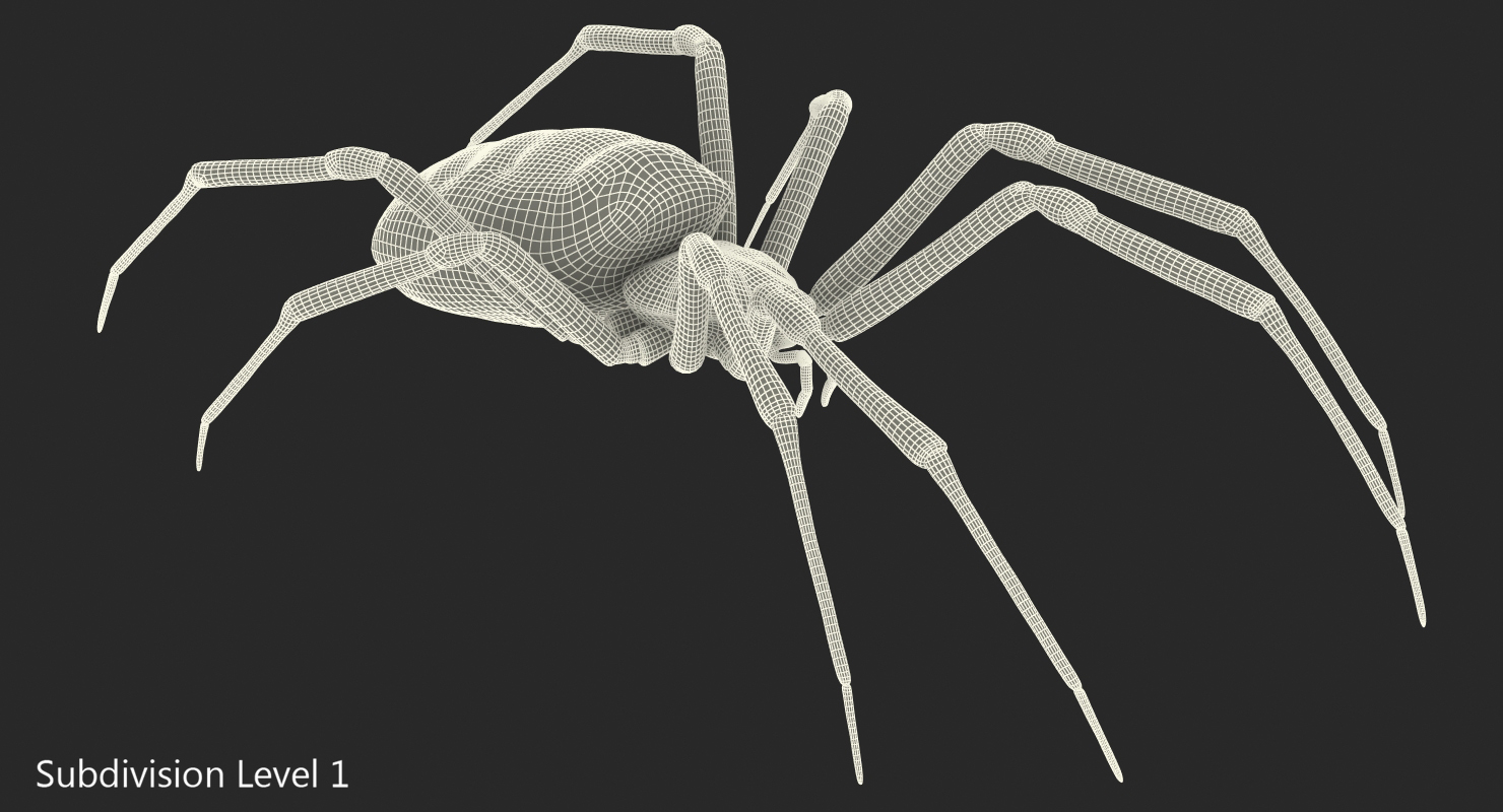 Argiope Aurantia or Yellow Garden Spider Rigged 3D