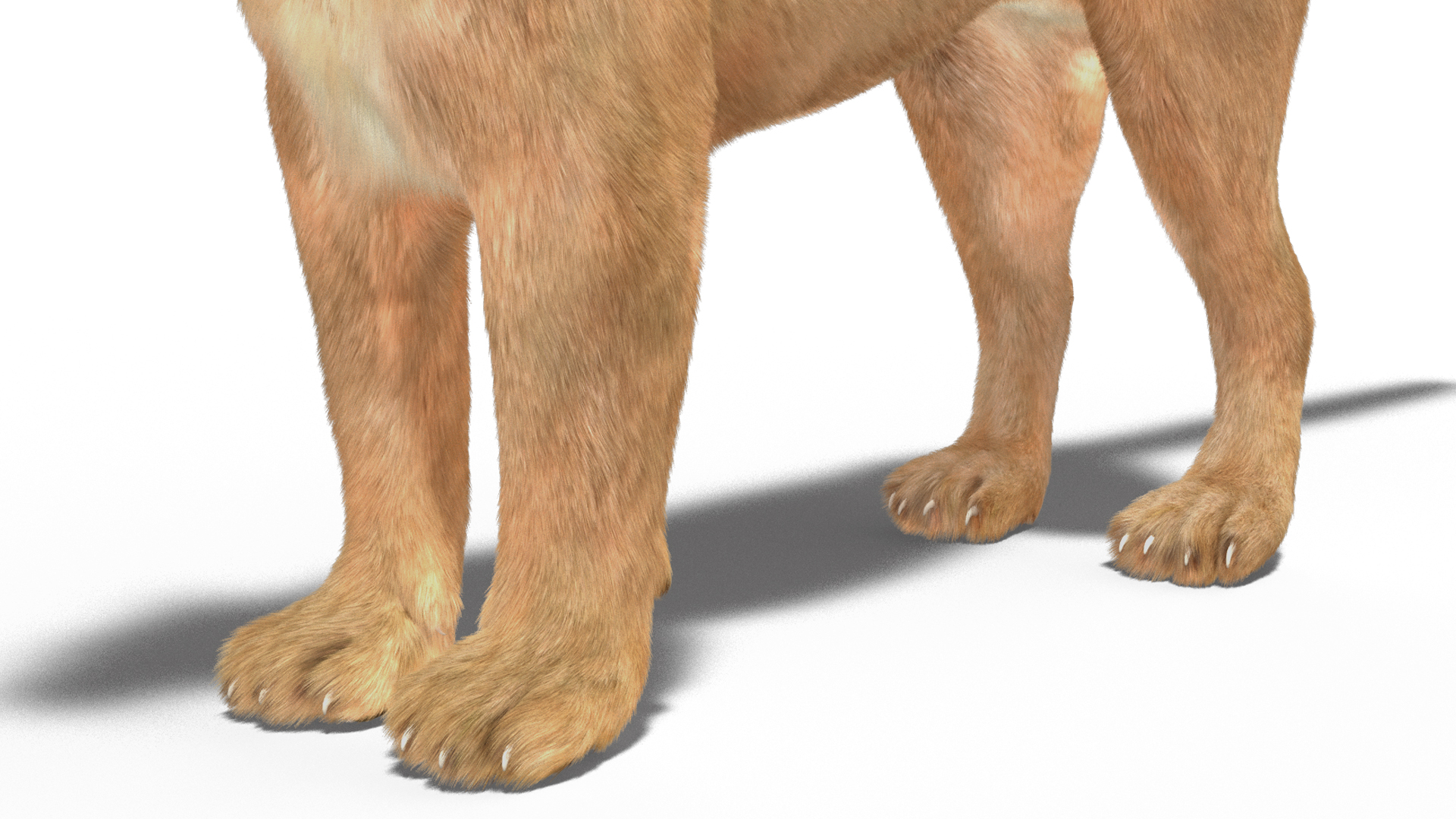 3D model Puma Fur