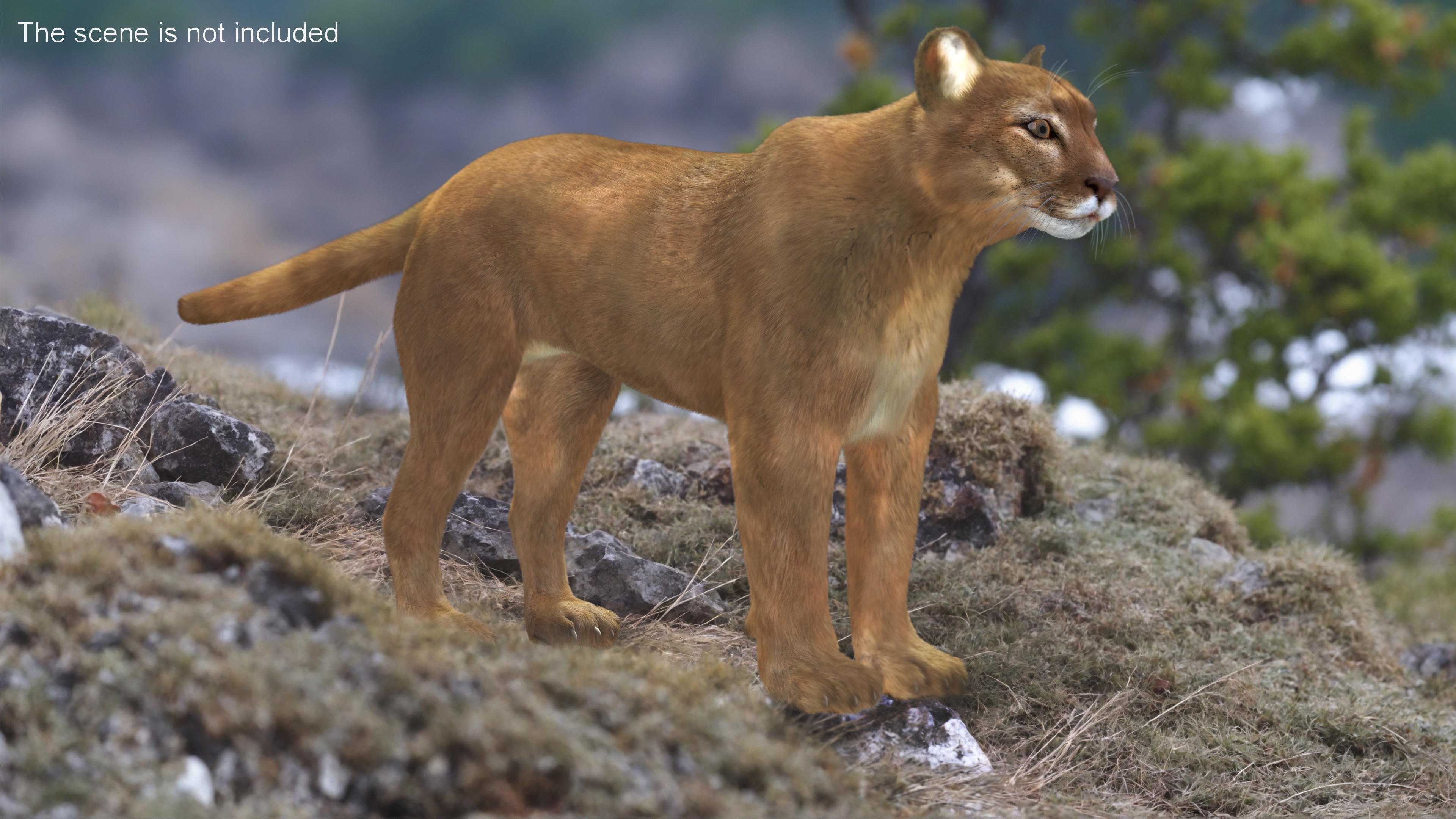 3D model Puma Fur