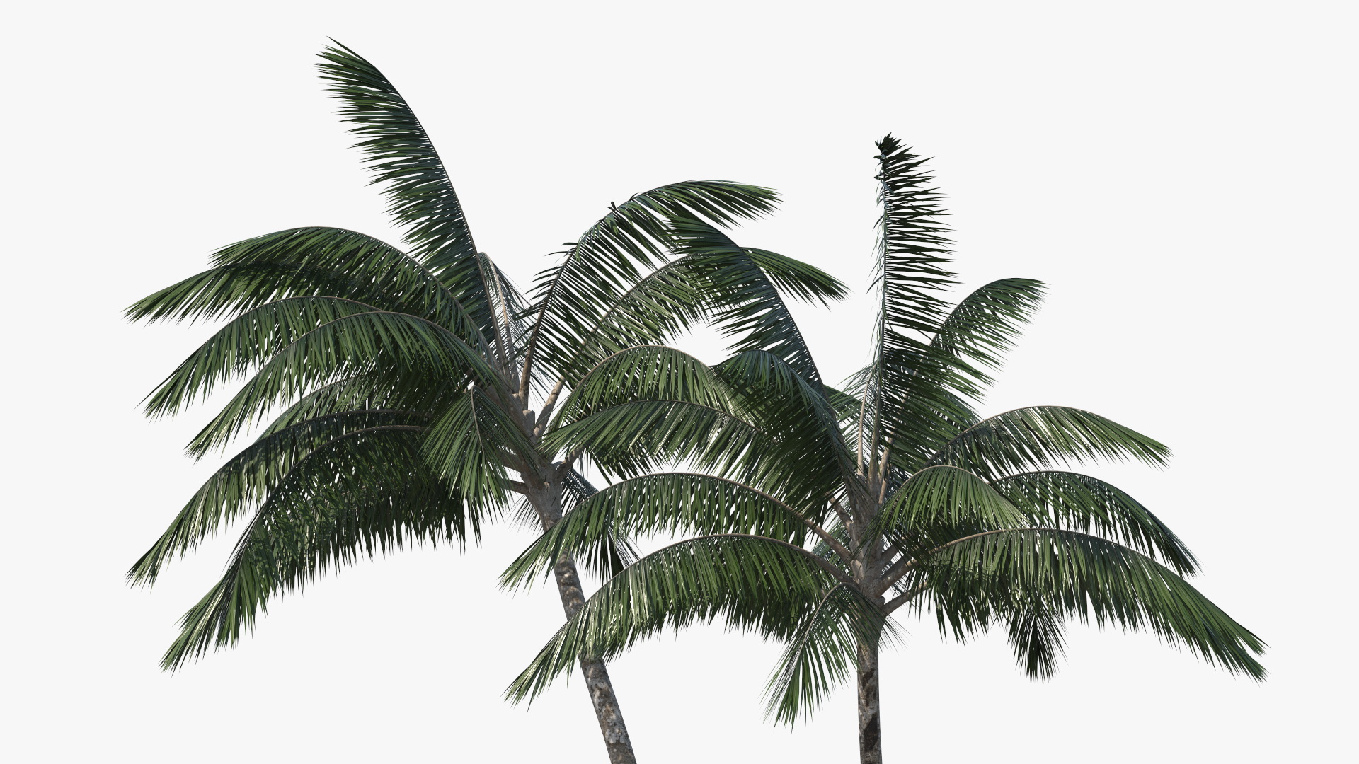 Palm Tree 3D model