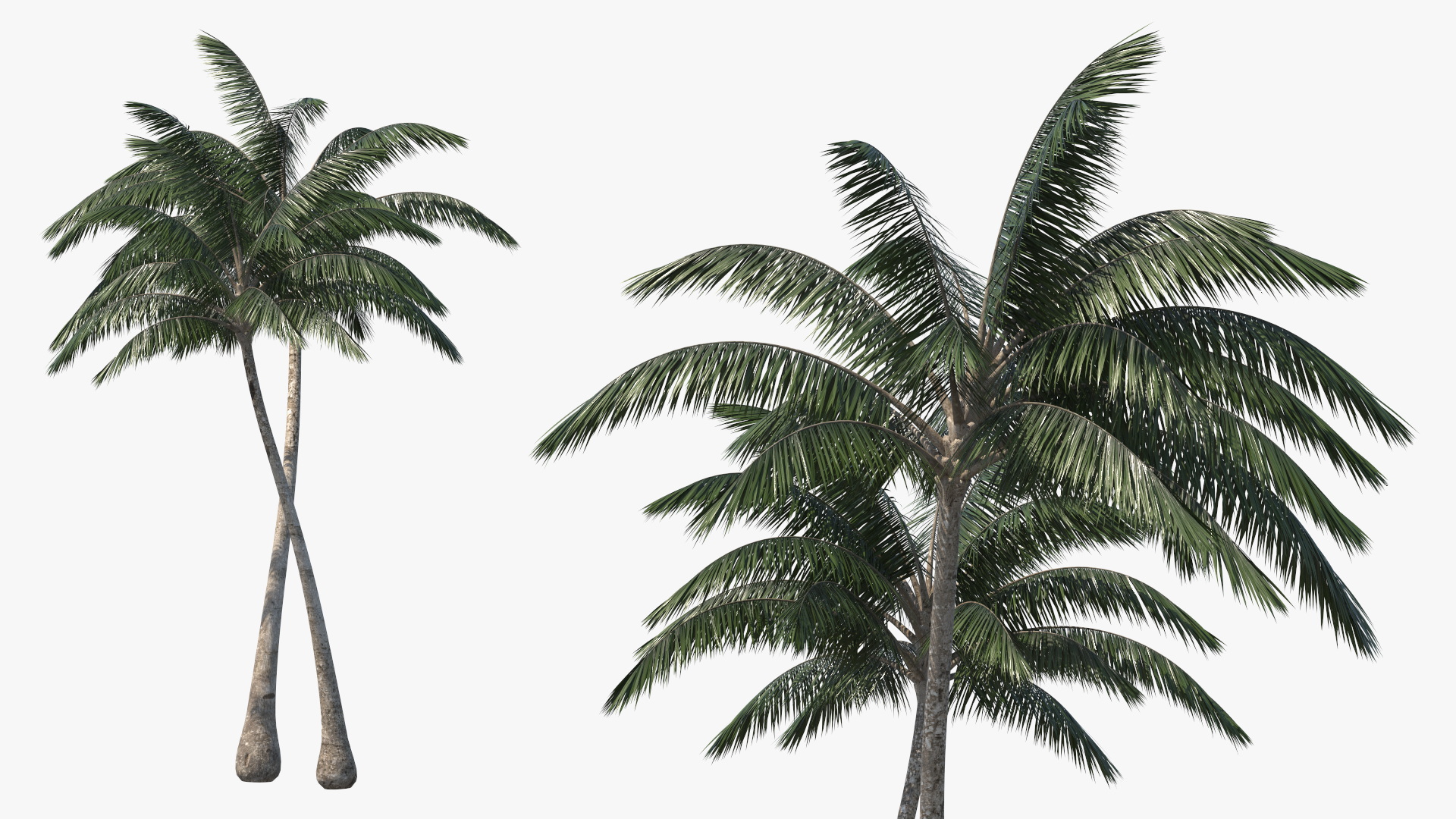 Palm Tree 3D model