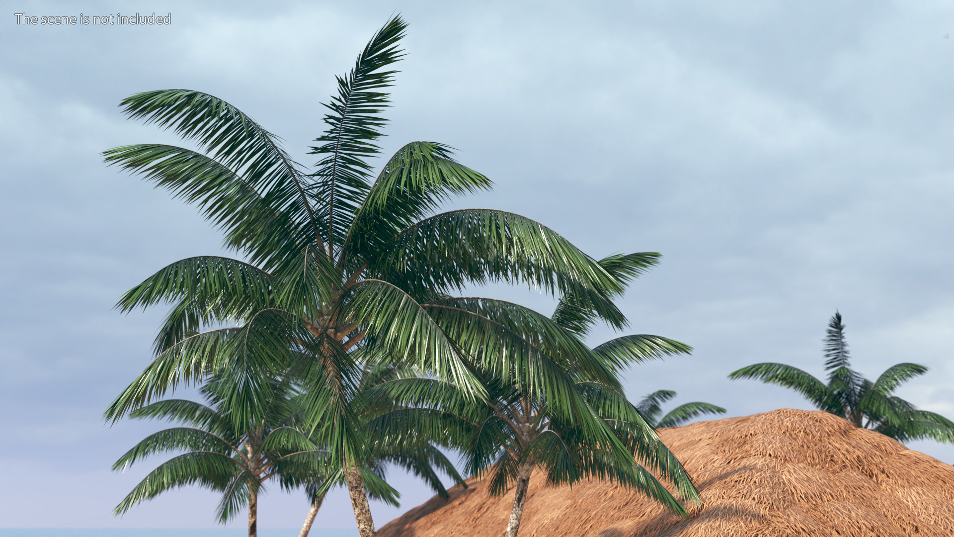 Palm Tree 3D model