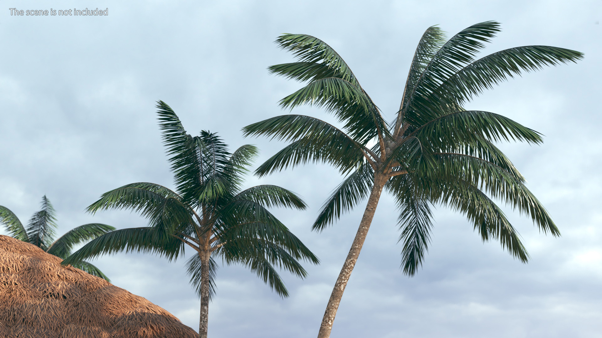 Palm Tree 3D model