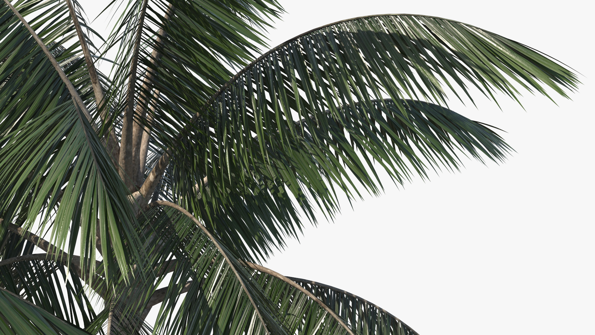 Palm Tree 3D model