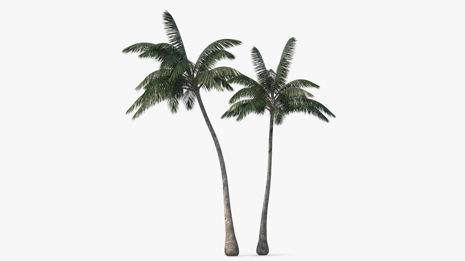 Palm Tree 3D model