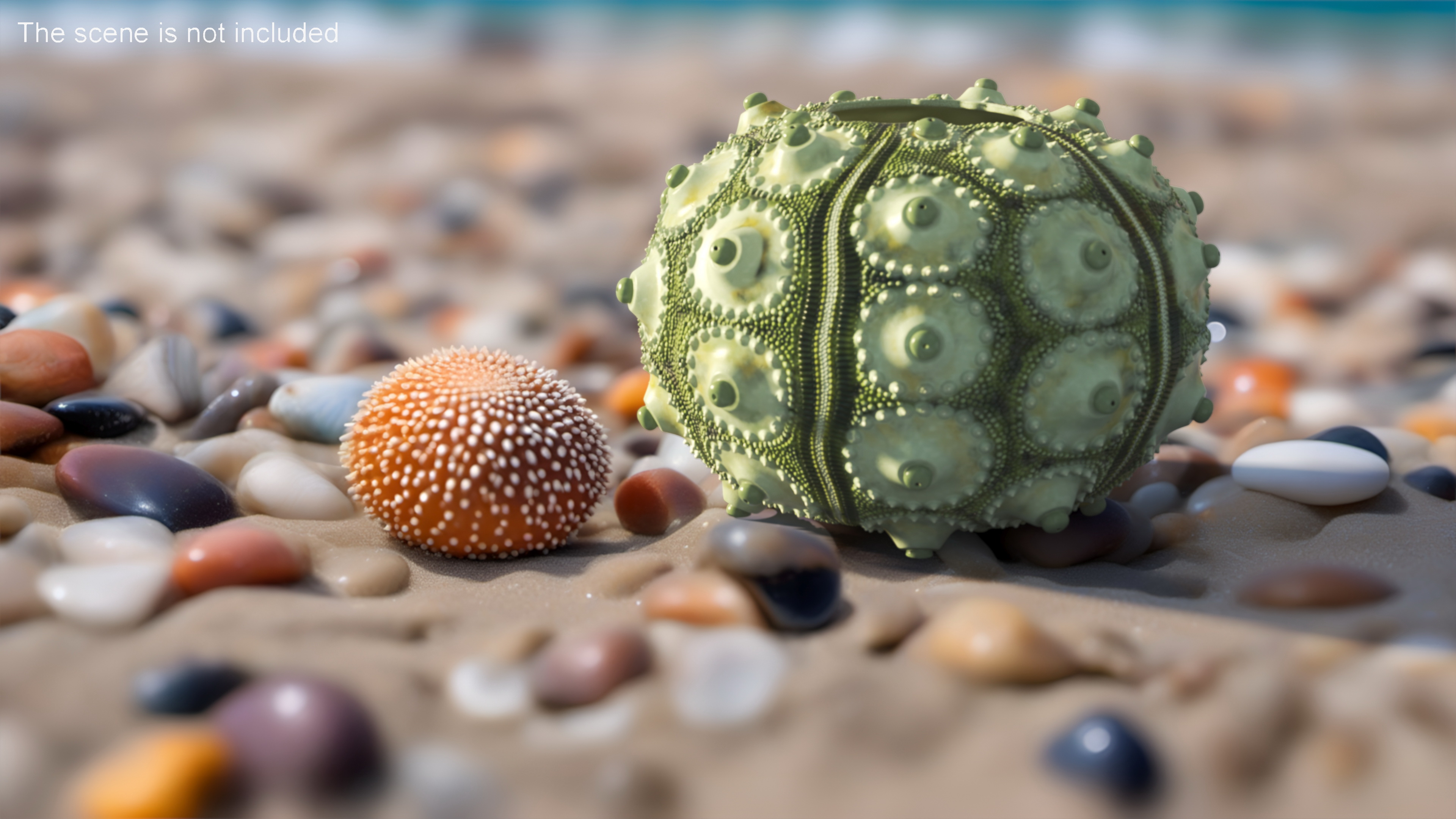 3D Sputnik Sea Urchin Seashell Green model