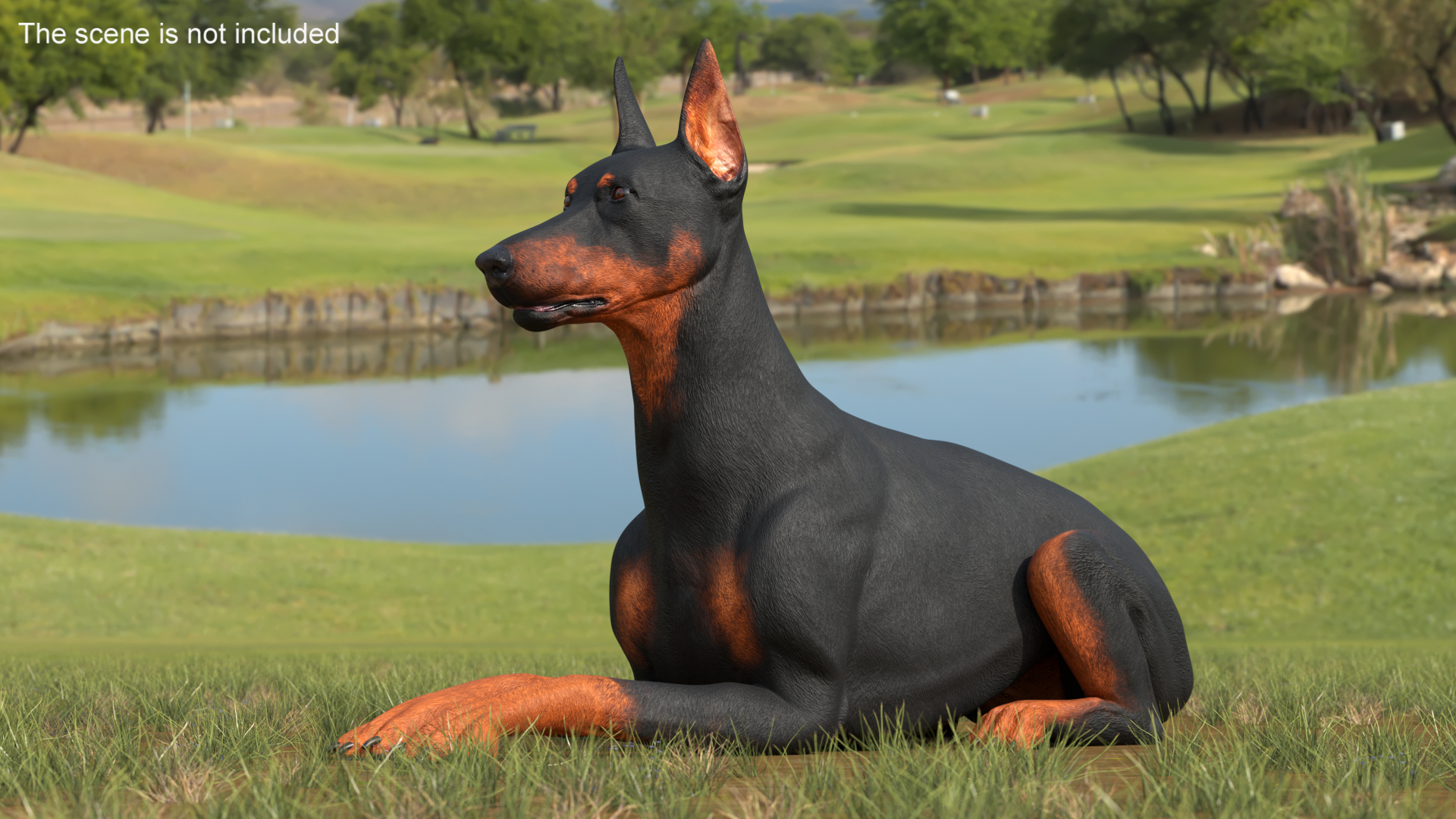 Doberman Pinscher Dog Lying Down 3D