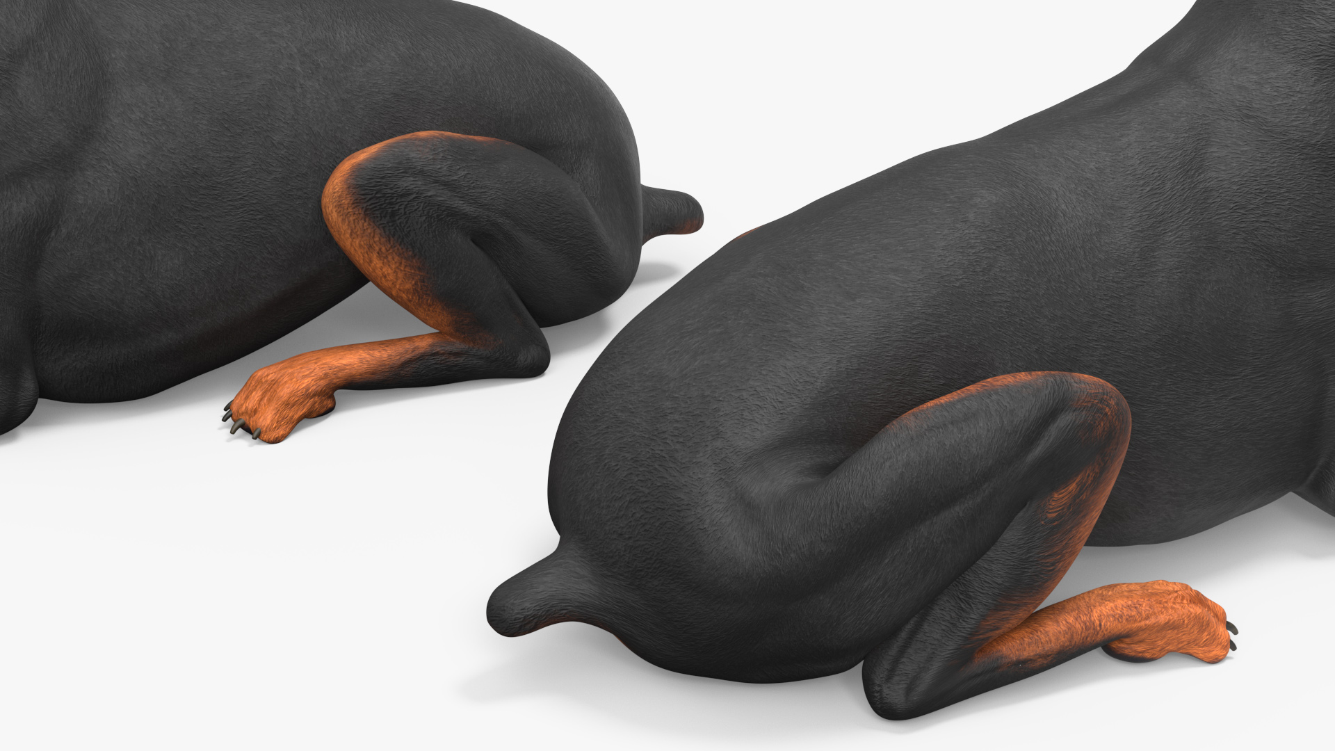 Doberman Pinscher Dog Lying Down 3D