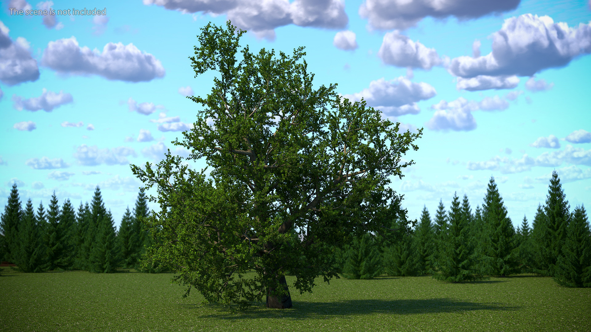 3D model Lush Maple Tree