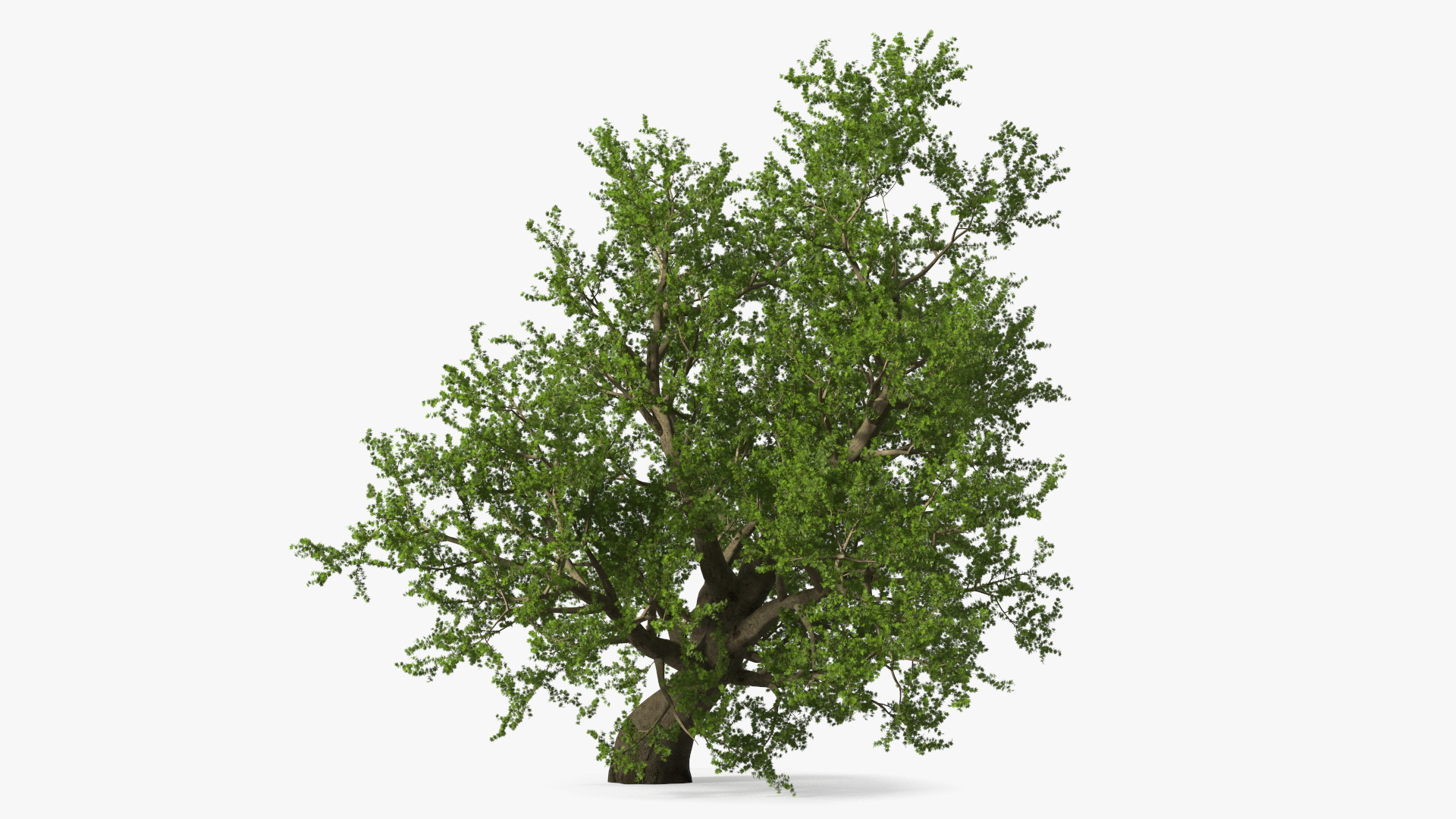 3D model Lush Maple Tree