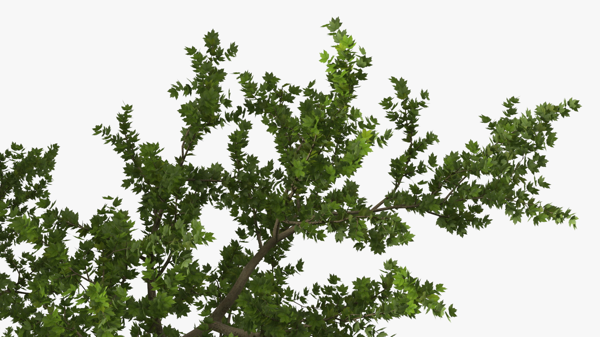 3D model Lush Maple Tree