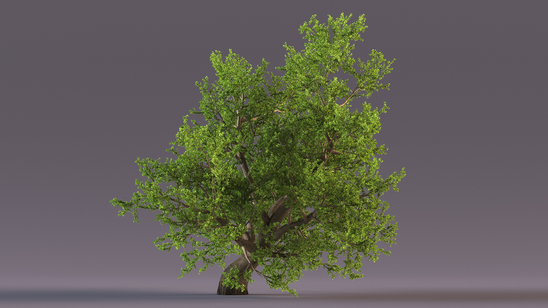 3D model Lush Maple Tree