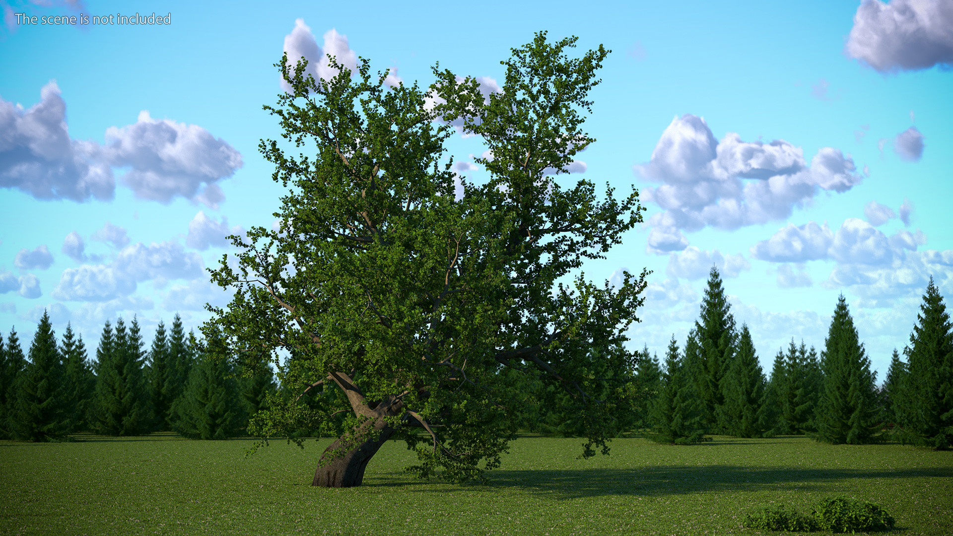 3D model Lush Maple Tree