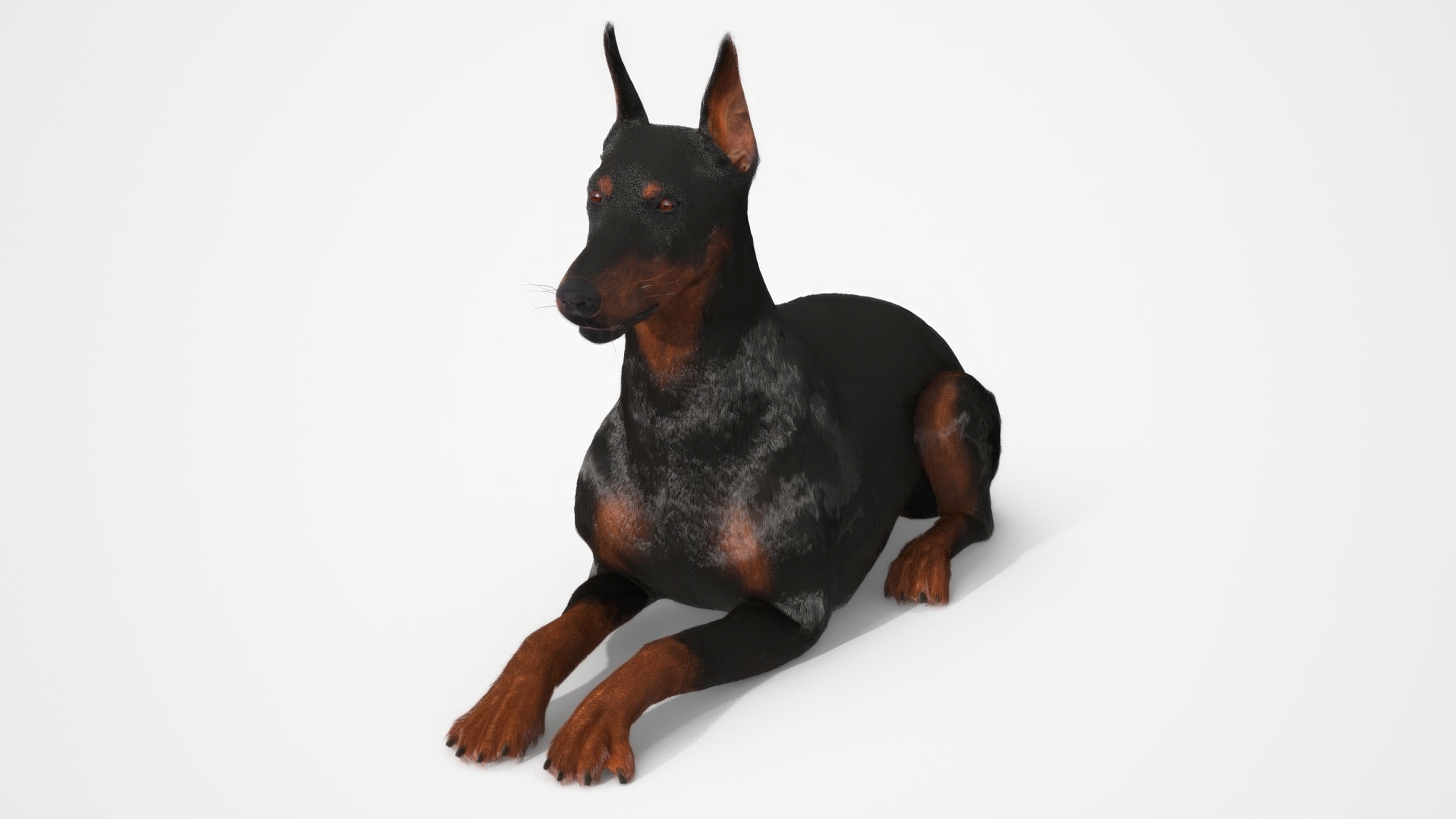 Doberman Pinscher Lying Down Fur 3D