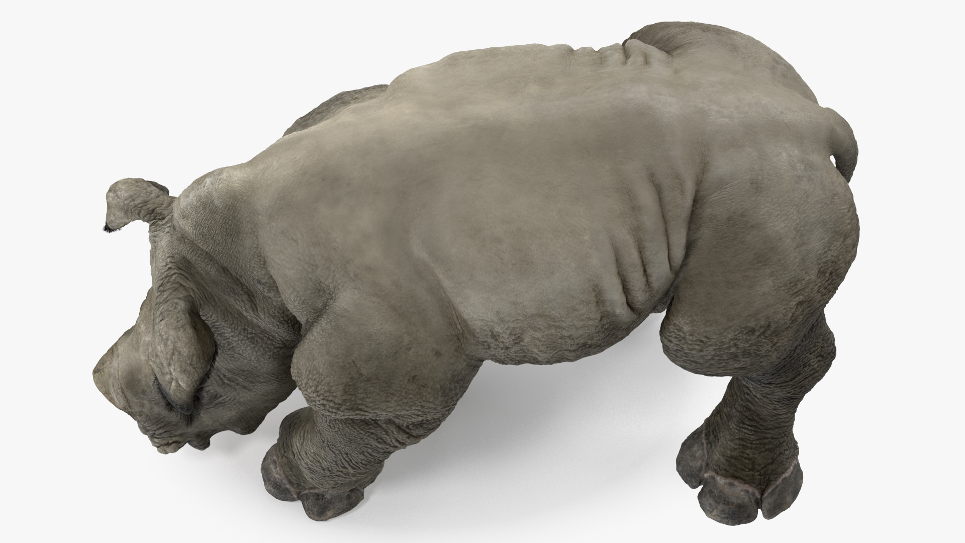 3D Baby Rhino Drinking Pose Fur model