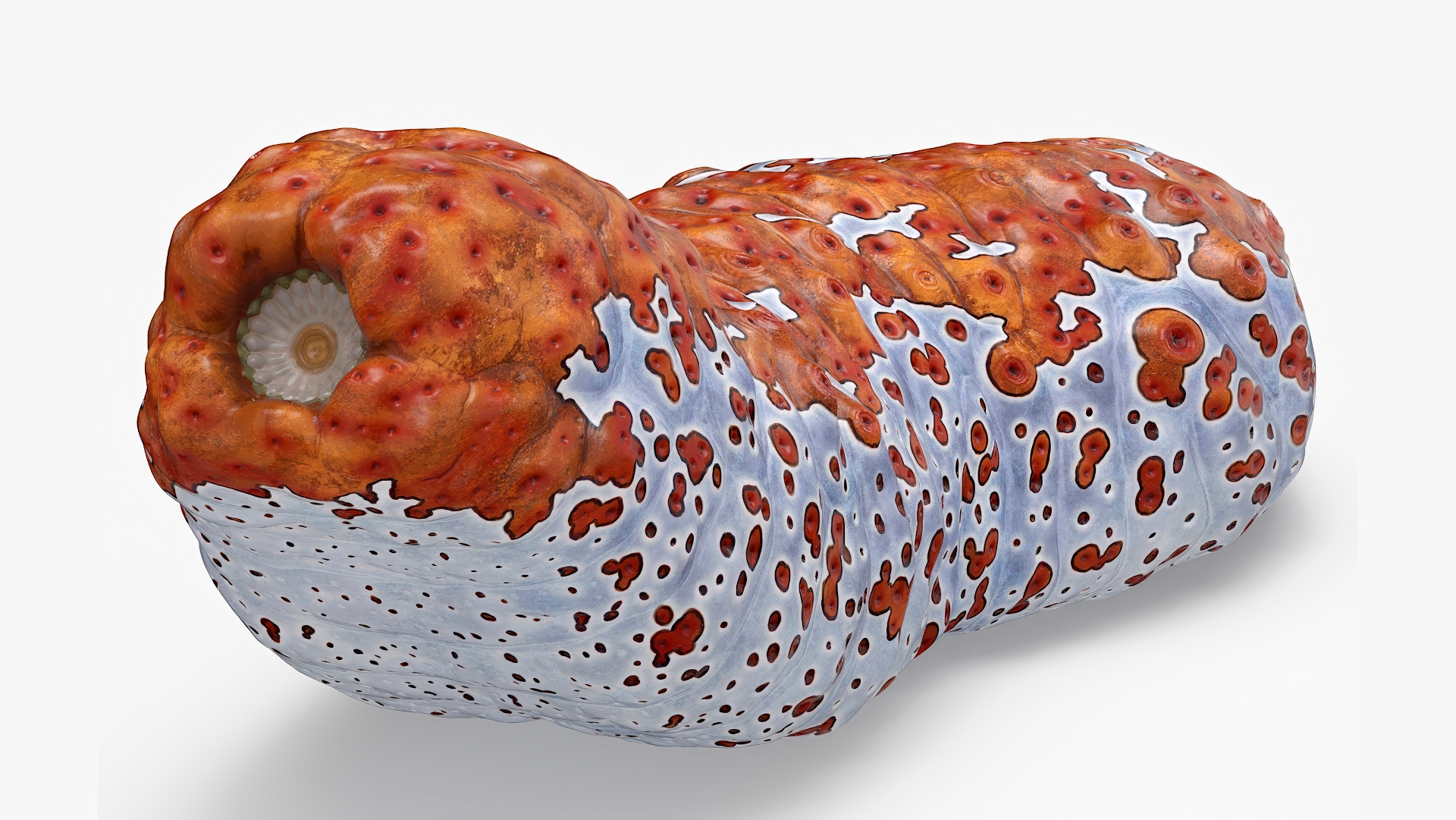 Sea Cucumber Red Rigged for Cinema 4D 3D