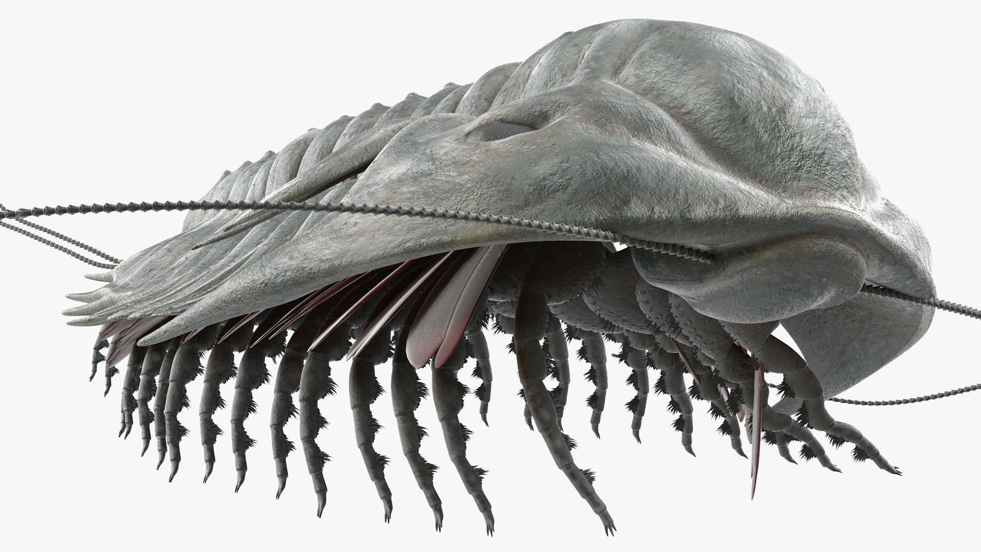 3D model Trilobite Fur Rigged