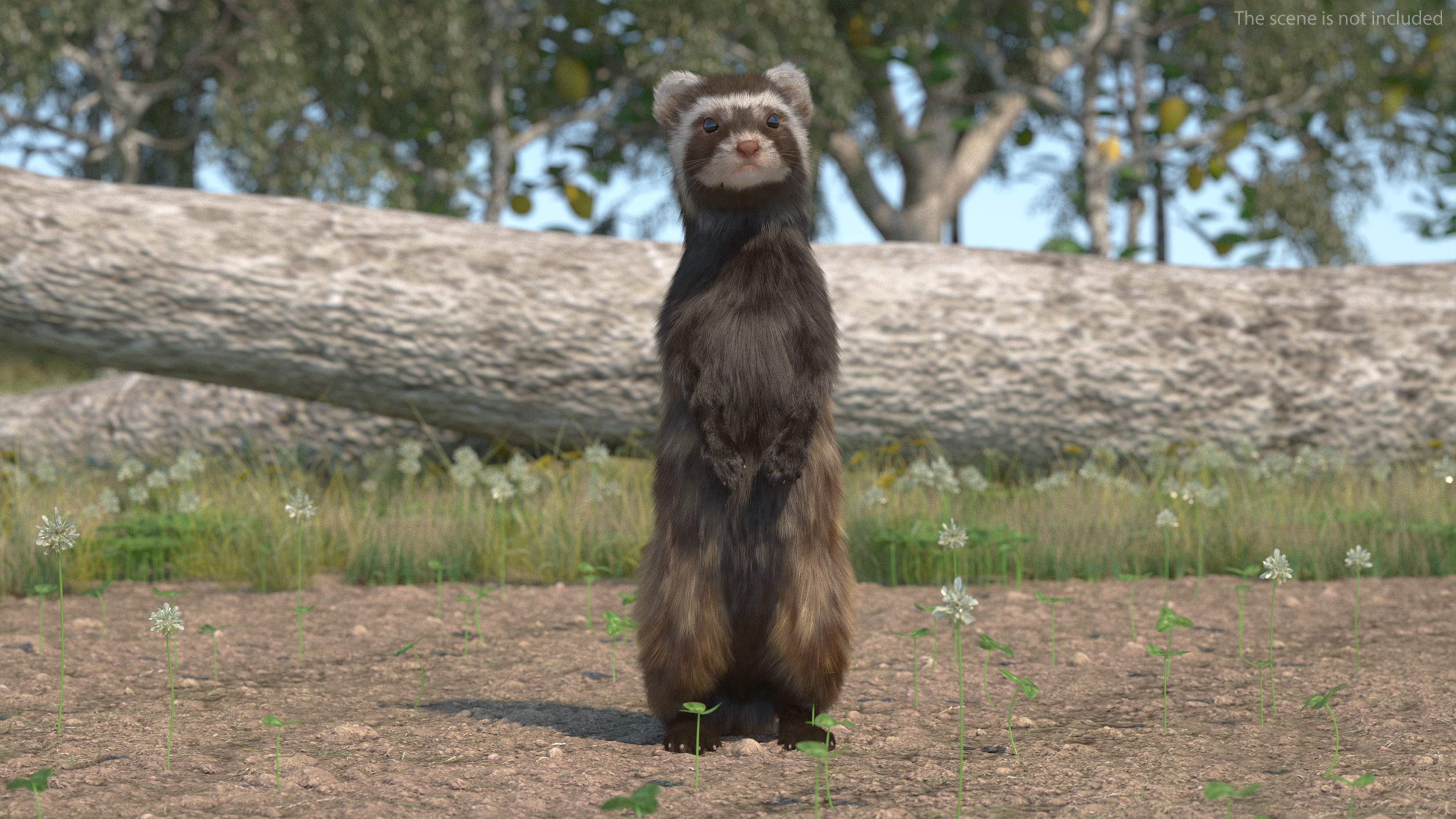 3D model Vormela Peregusna Stands on His Hind Legs Fur