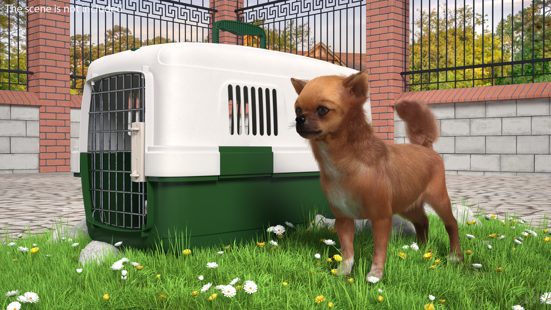 Chihuahua in the Pet Carrier with Fur 3D