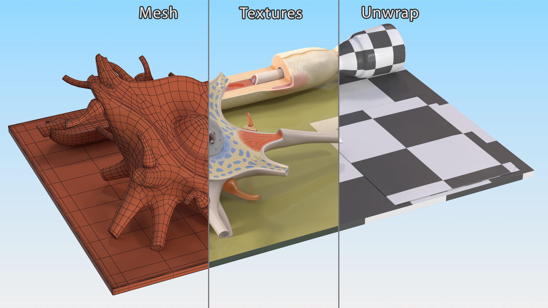 3D Human Neuron Model Cross-Section on Stand