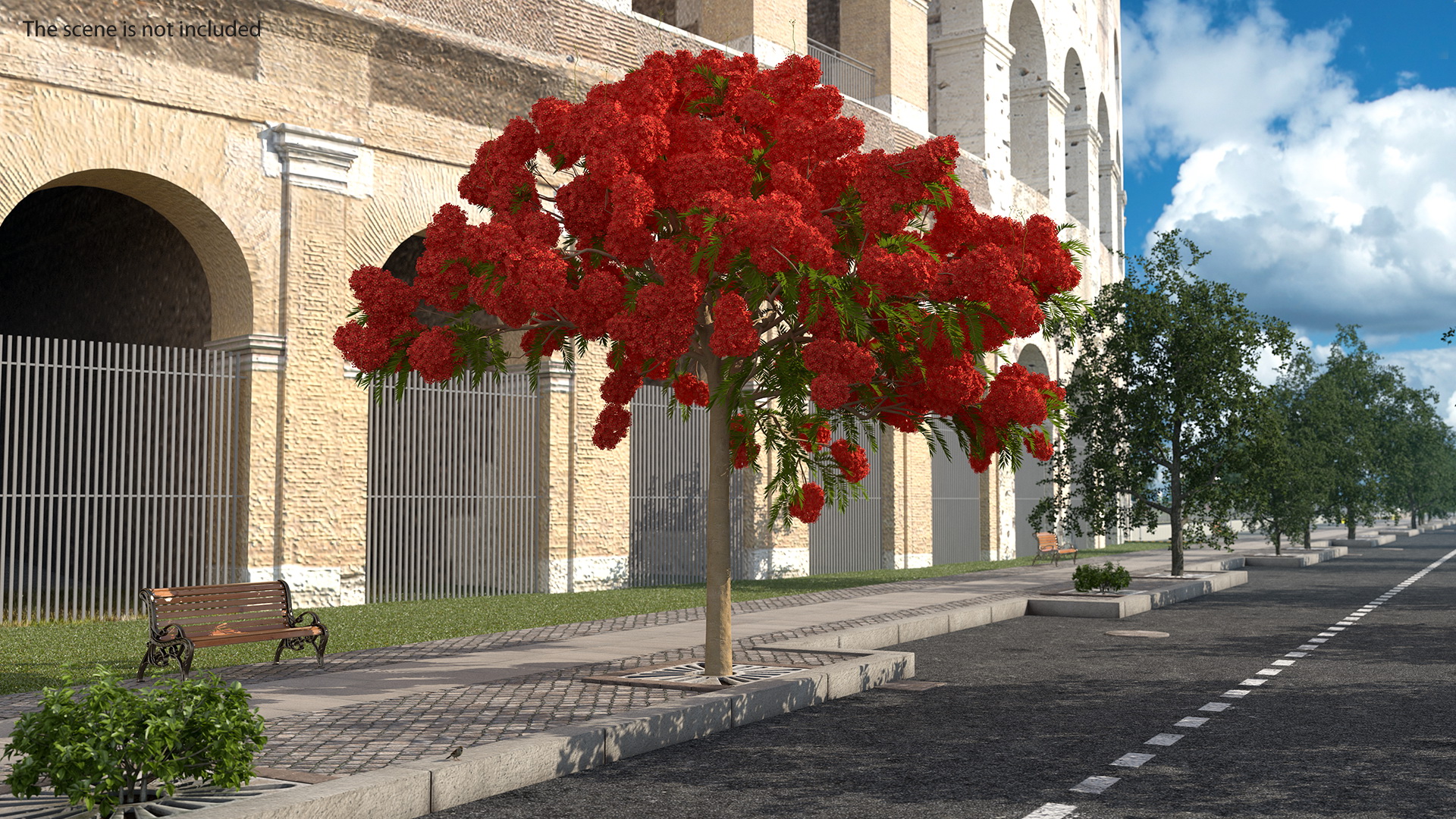 Poinciana Flowering Tree 3D model