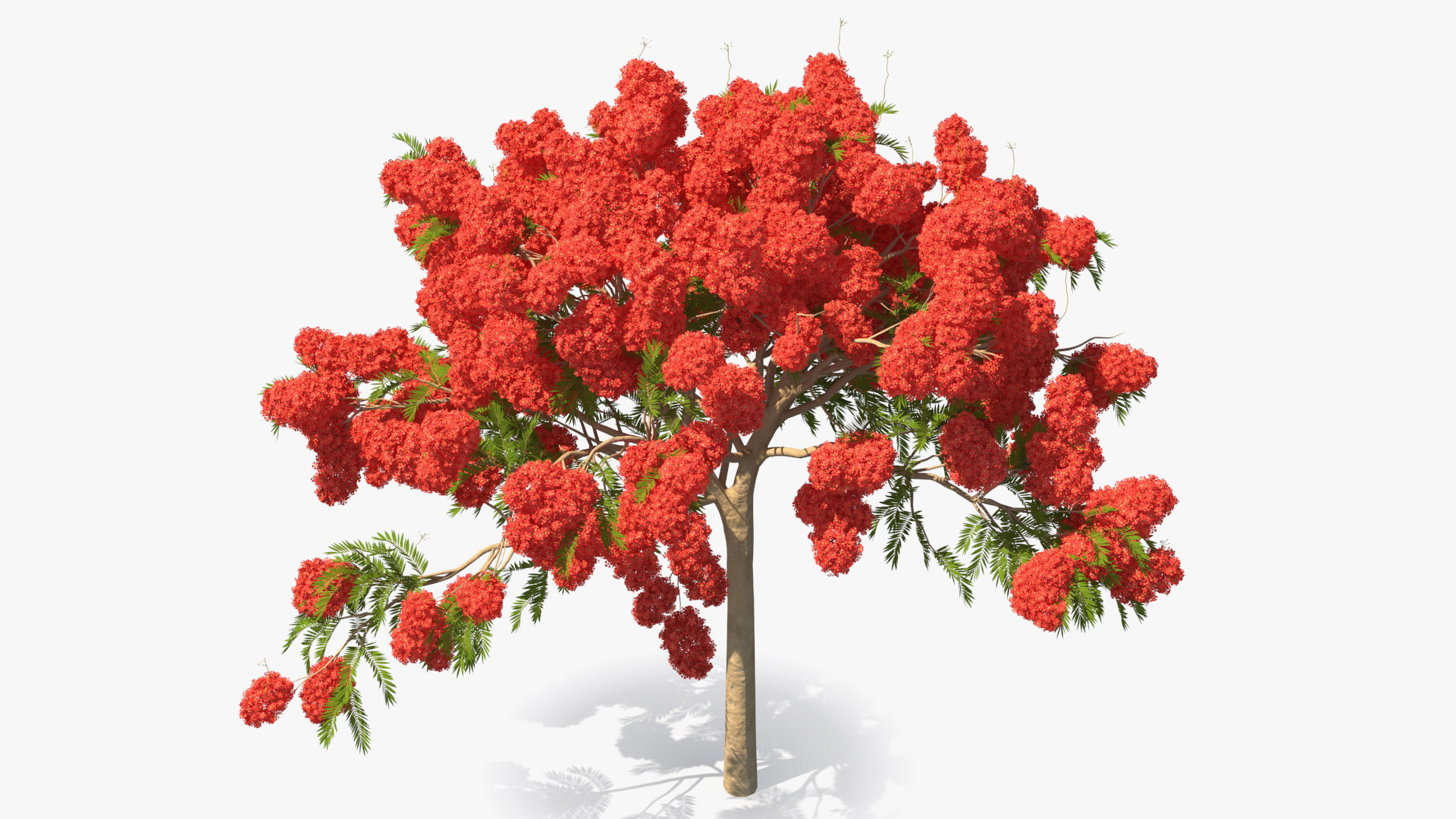 Poinciana Flowering Tree 3D model