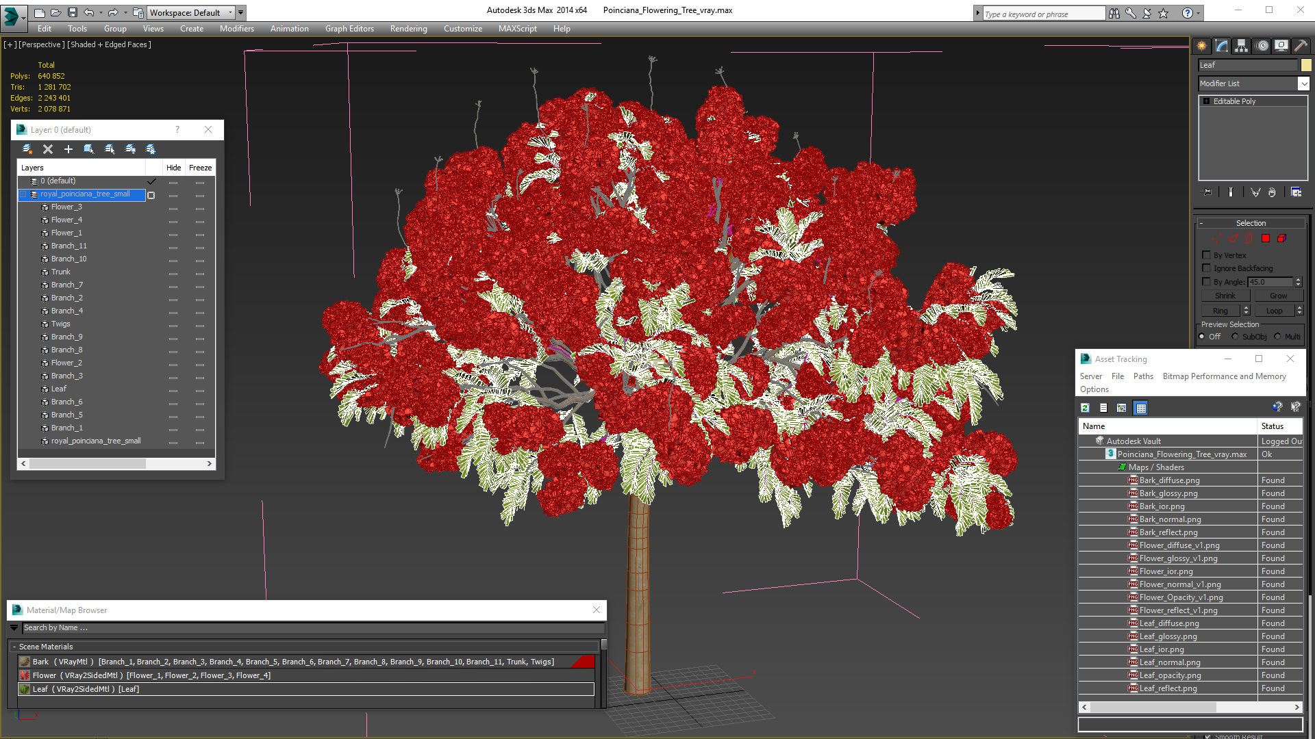 Poinciana Flowering Tree 3D model