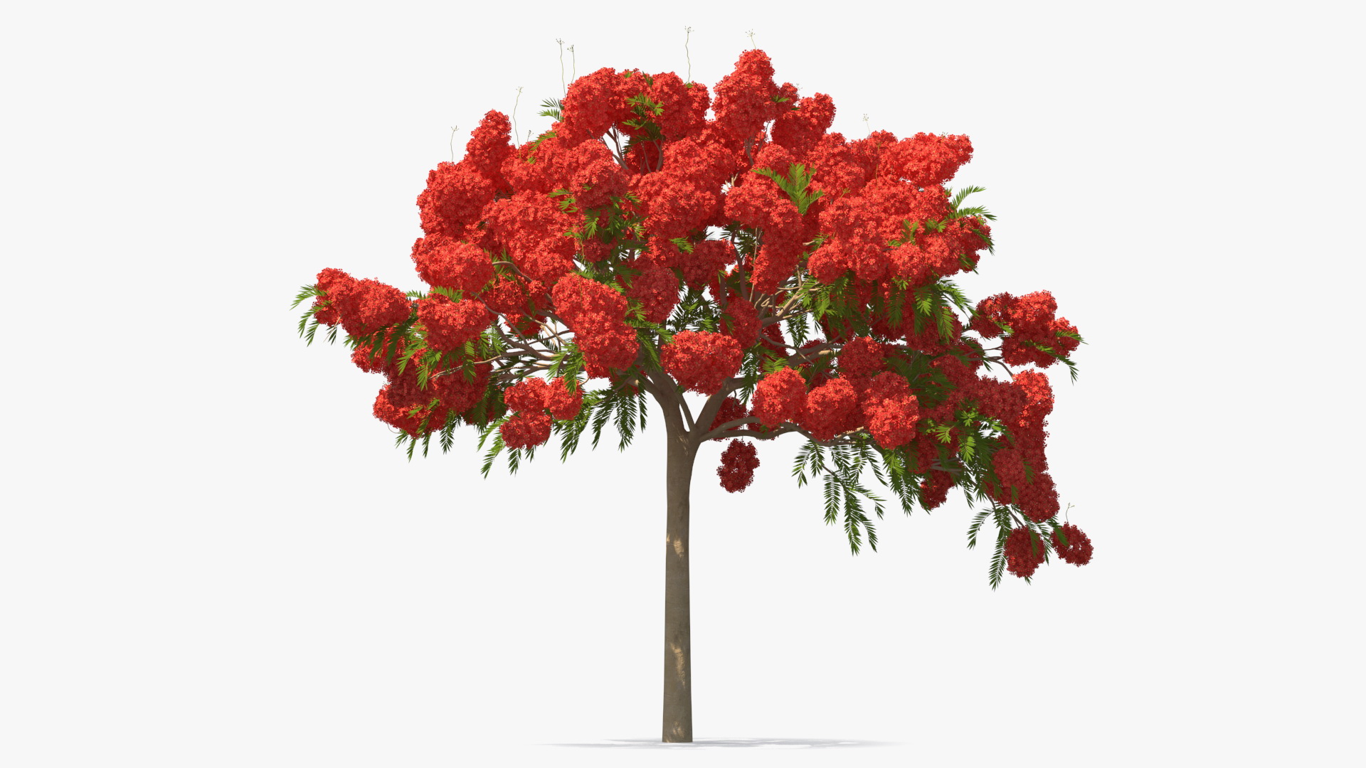 Poinciana Flowering Tree 3D model