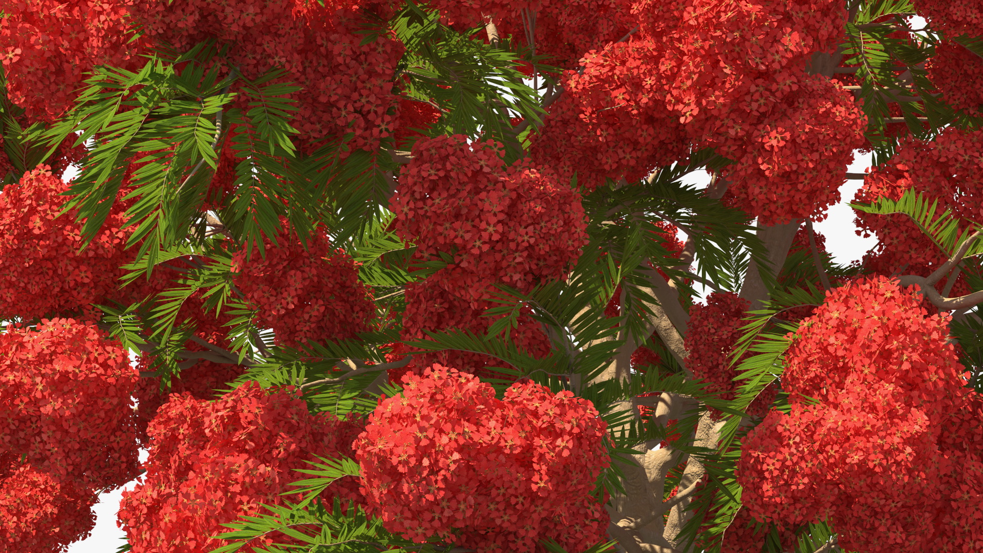 Poinciana Flowering Tree 3D model